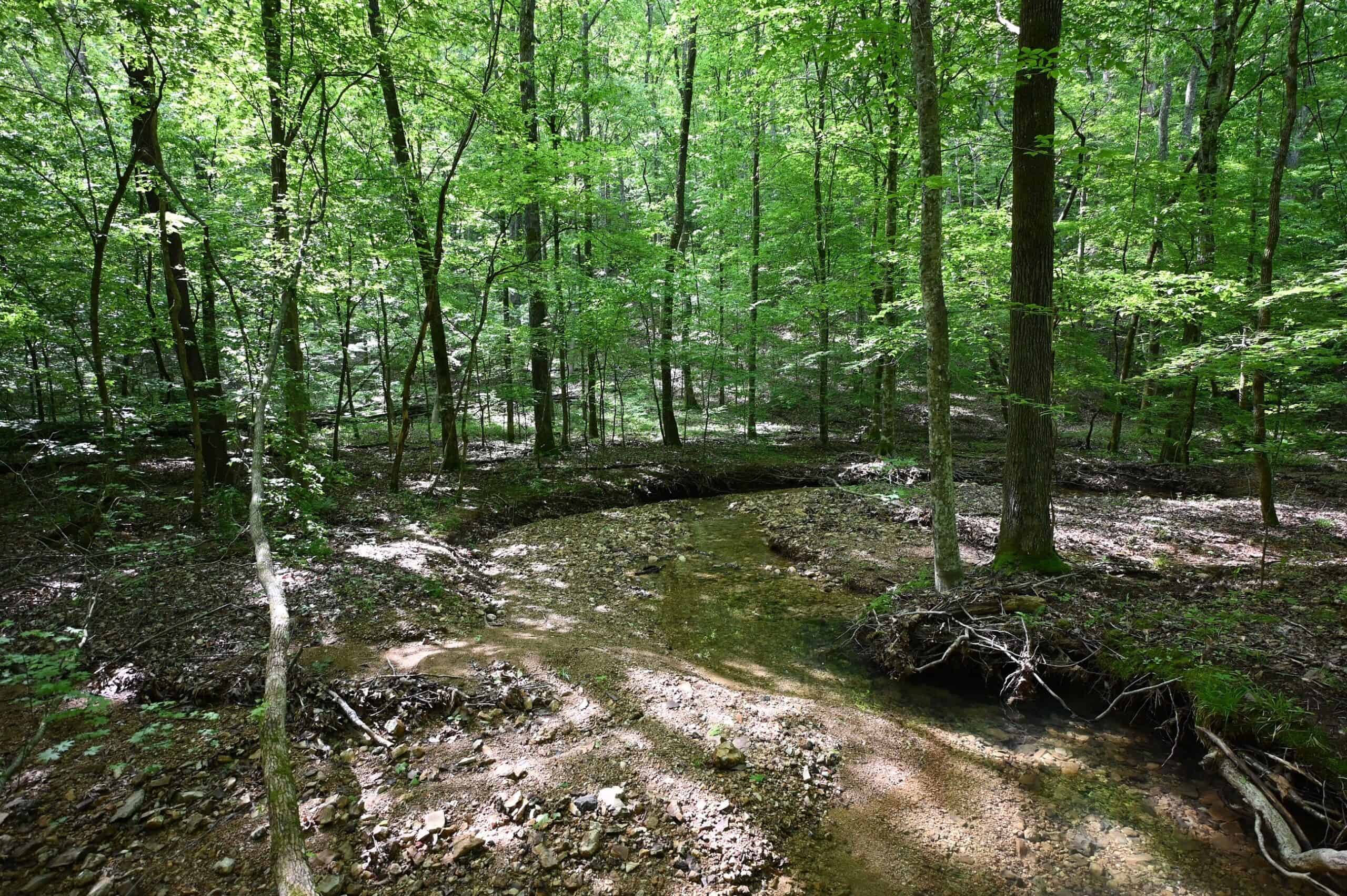 LAND FOR SALE IN TN, 95 AC+/-, CREEKS, HARDWOODS, HUNTING