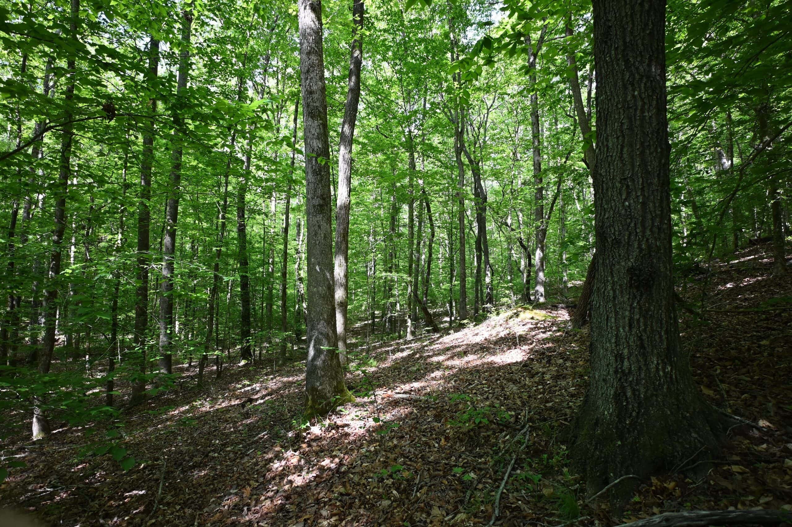 LAND FOR SALE IN TN, 95 AC+/-, CREEKS, HARDWOODS, HUNTING
