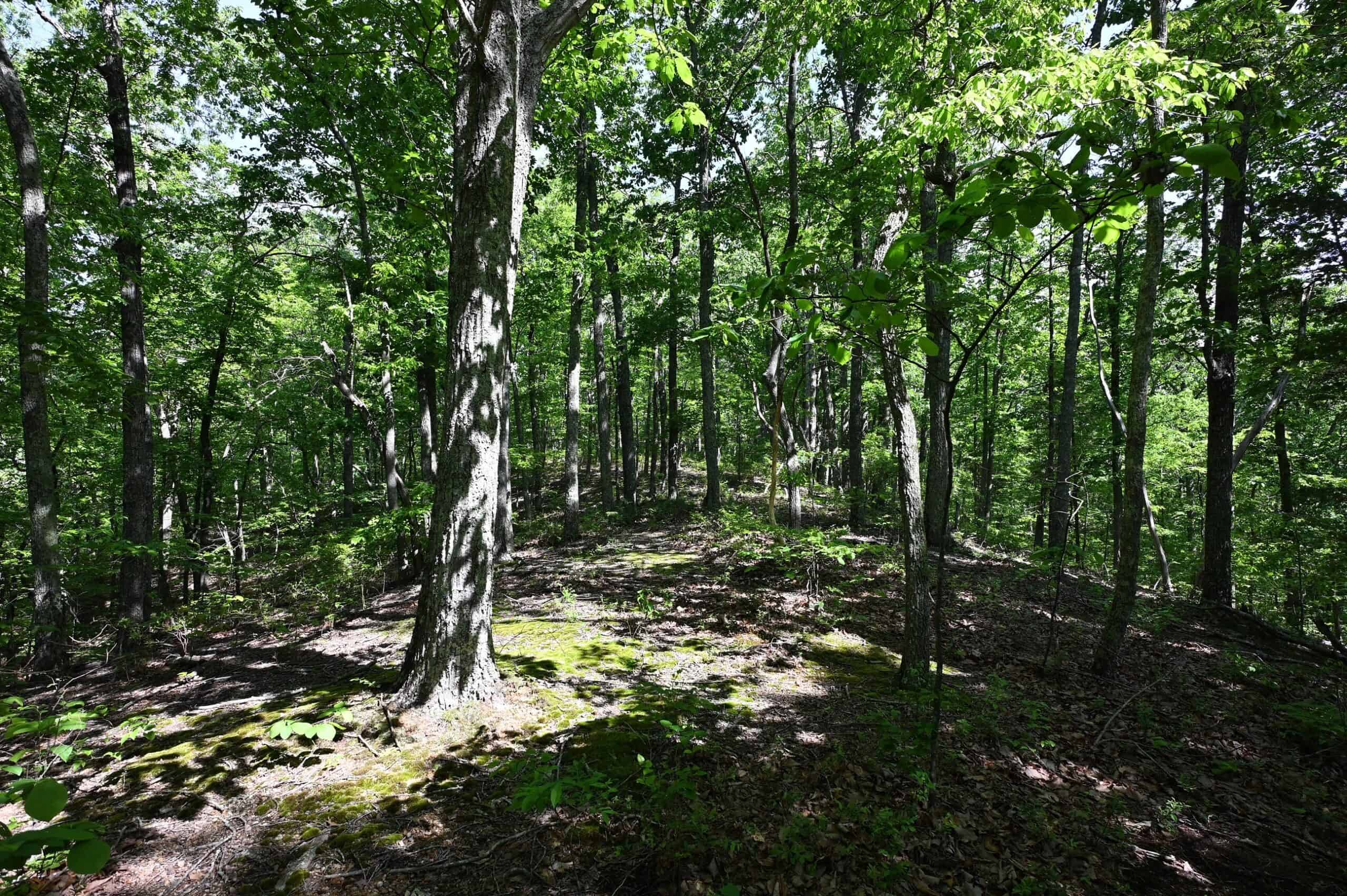 LAND FOR SALE IN TN, 95 AC+/-, CREEKS, HARDWOODS, HUNTING