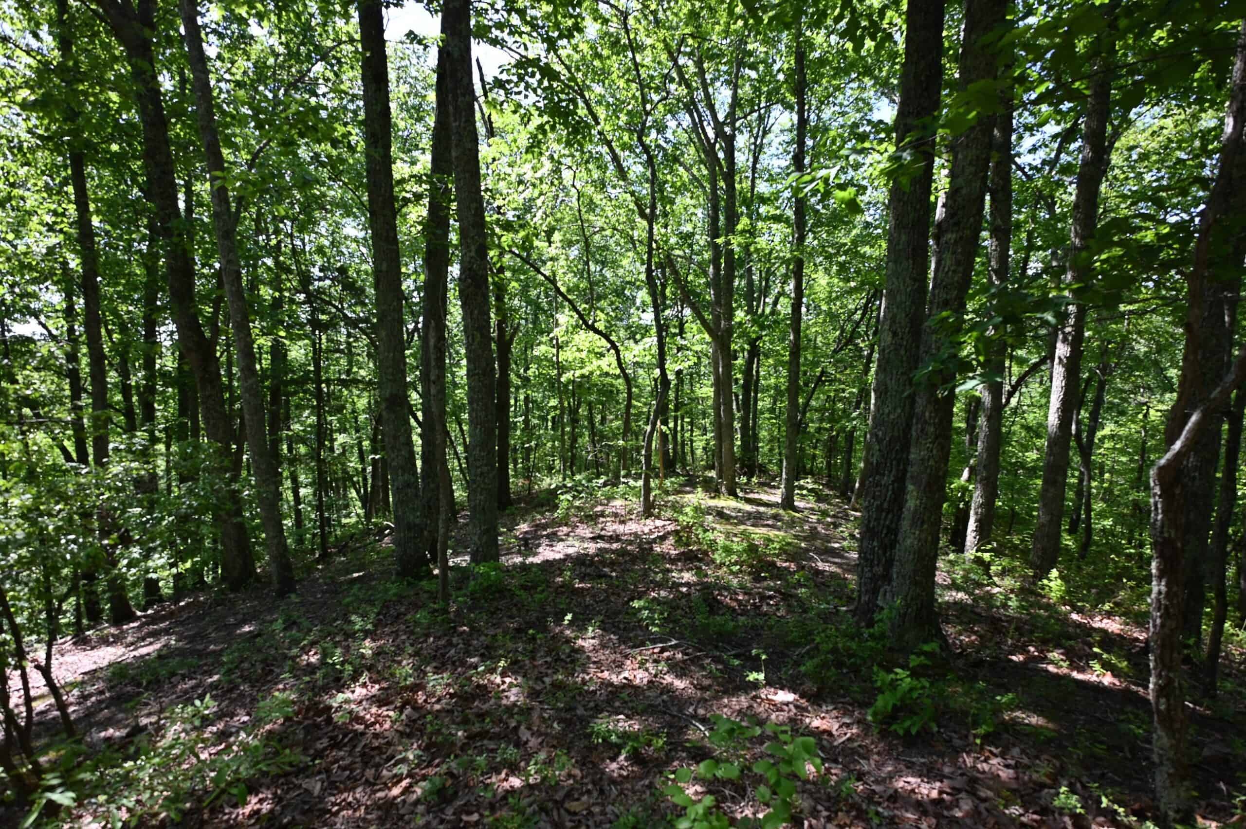LAND FOR SALE IN TN, 95 AC+/-, CREEKS, HARDWOODS, HUNTING