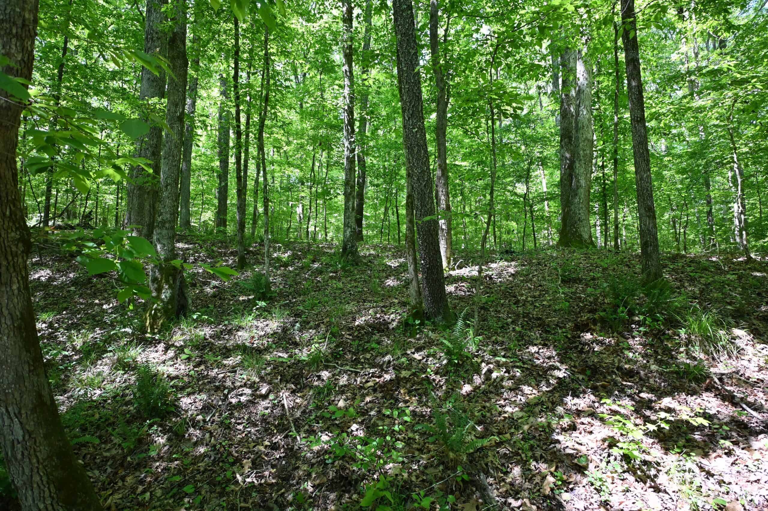 LAND FOR SALE IN TN, 39 AC+/-, CREEK, OPEN & WOODED, HUNTING
