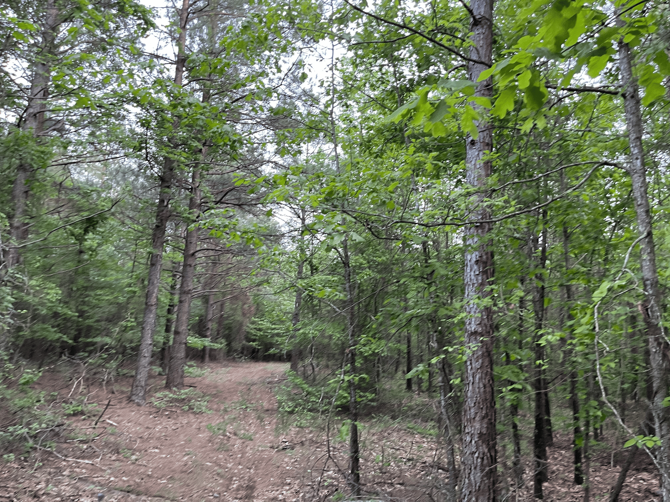 40 acres mol located just off of Wild Horse Trail in McCurtain, County, OK