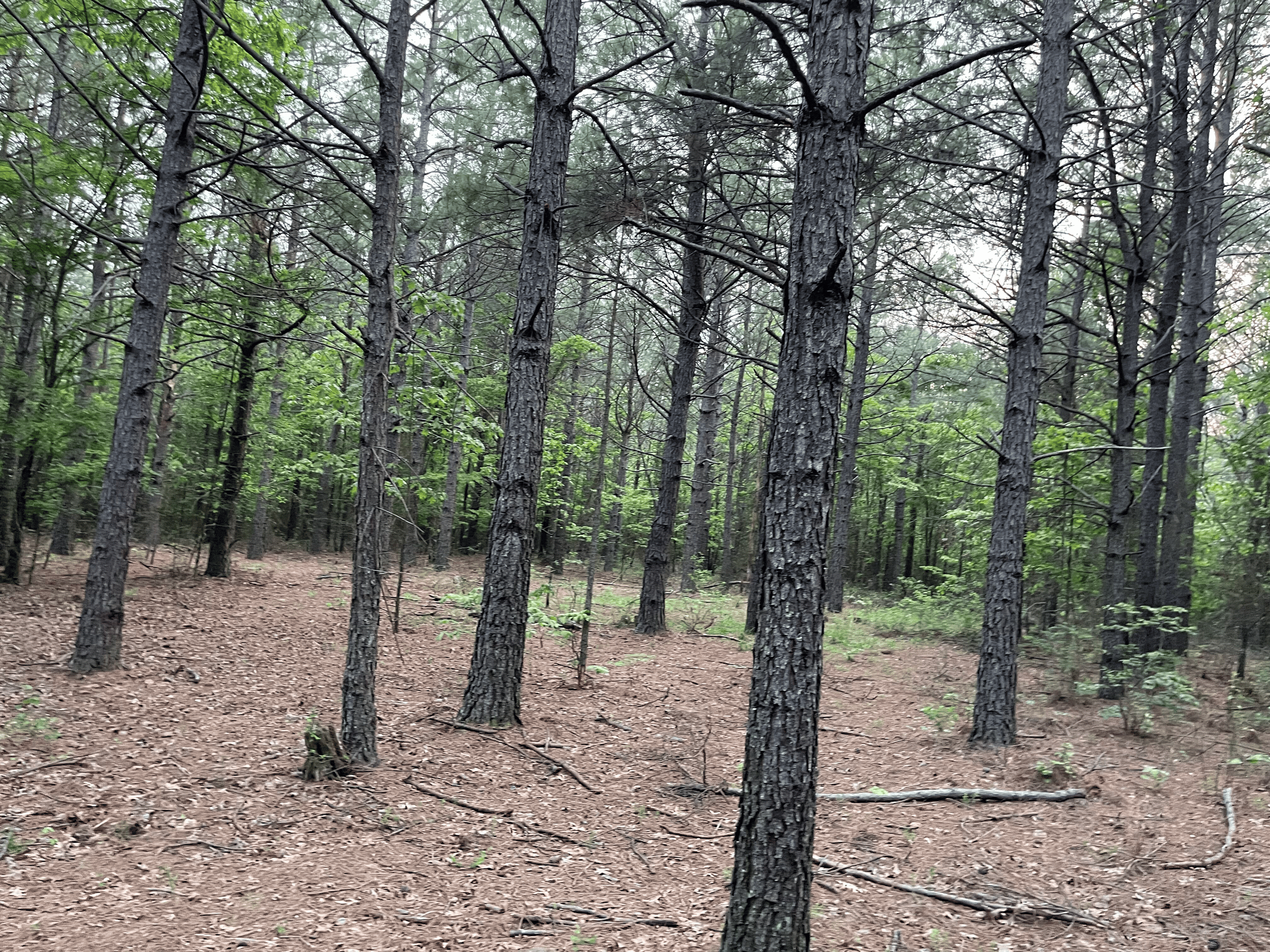 40 acres mol located just off of Wild Horse Trail in McCurtain, County, OK