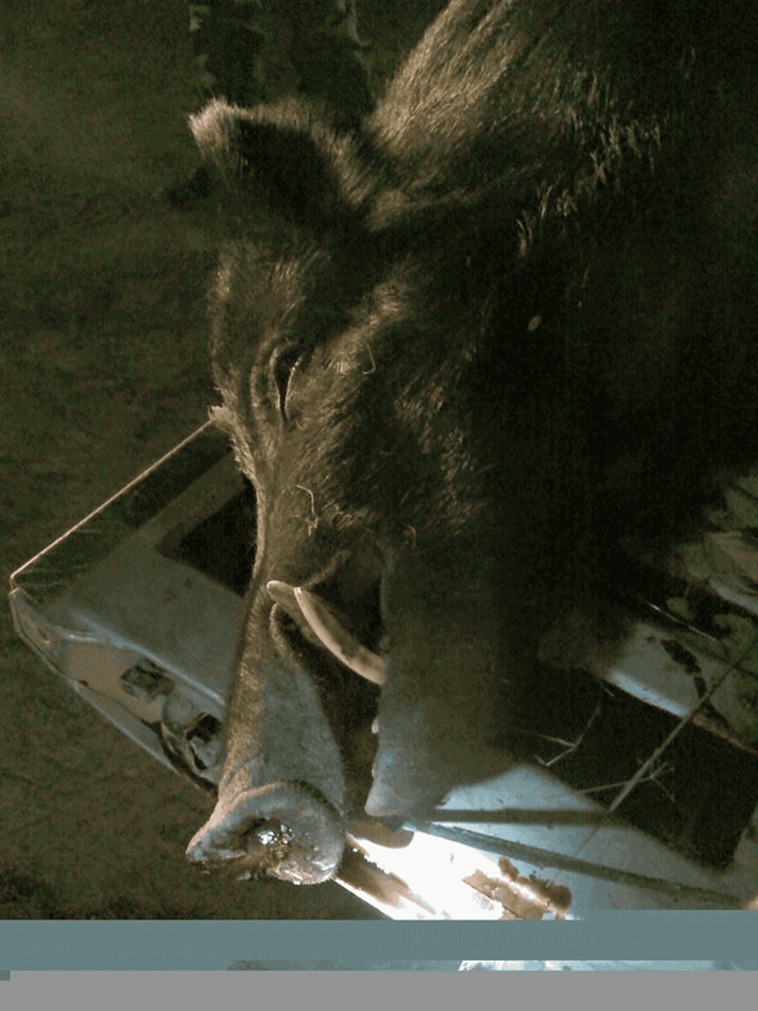 120 Acre Sportsman Paradise Choctaw County OK