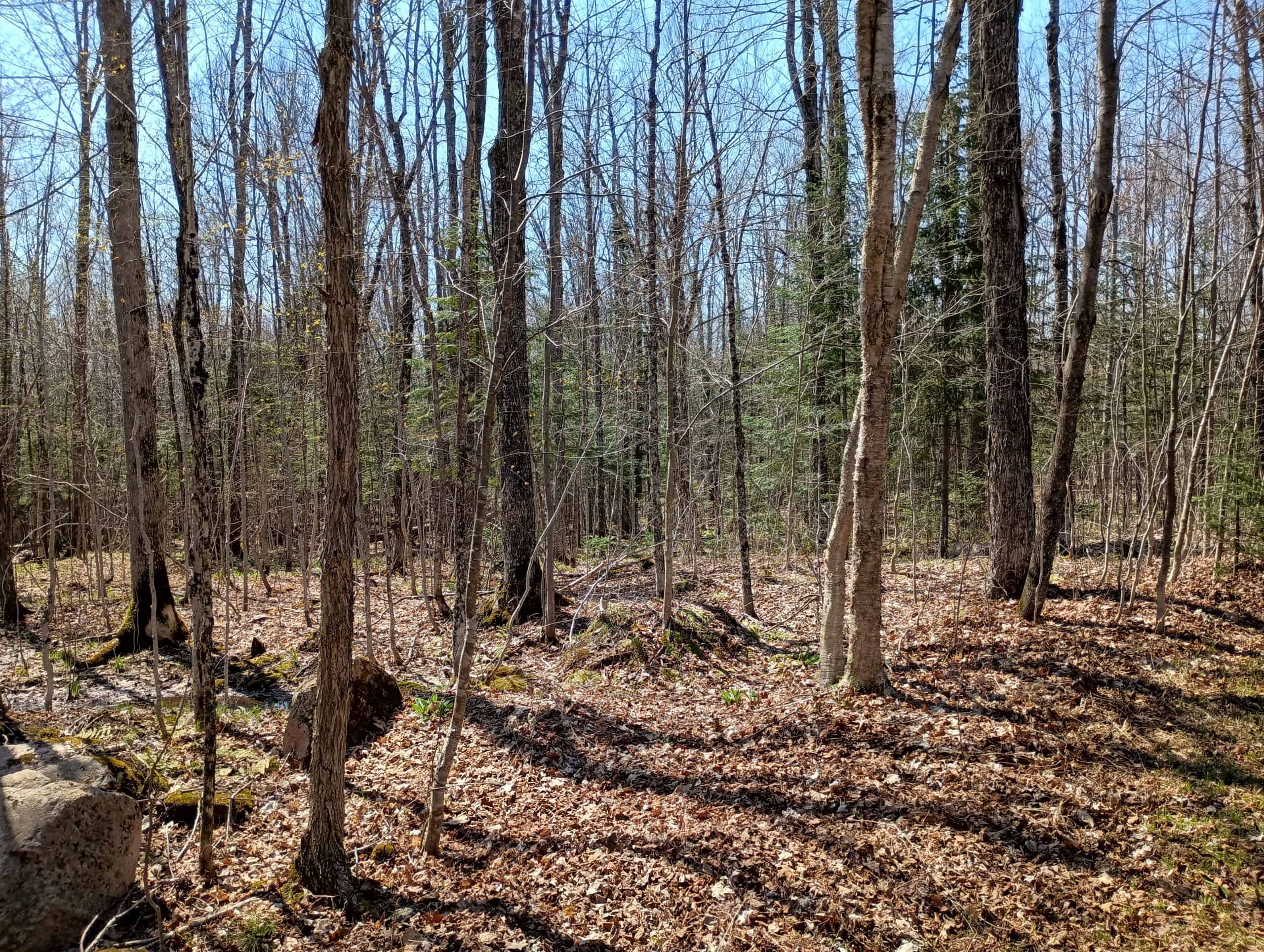 Cabin with Acreage for Sale in Glidden, Wisconsin
