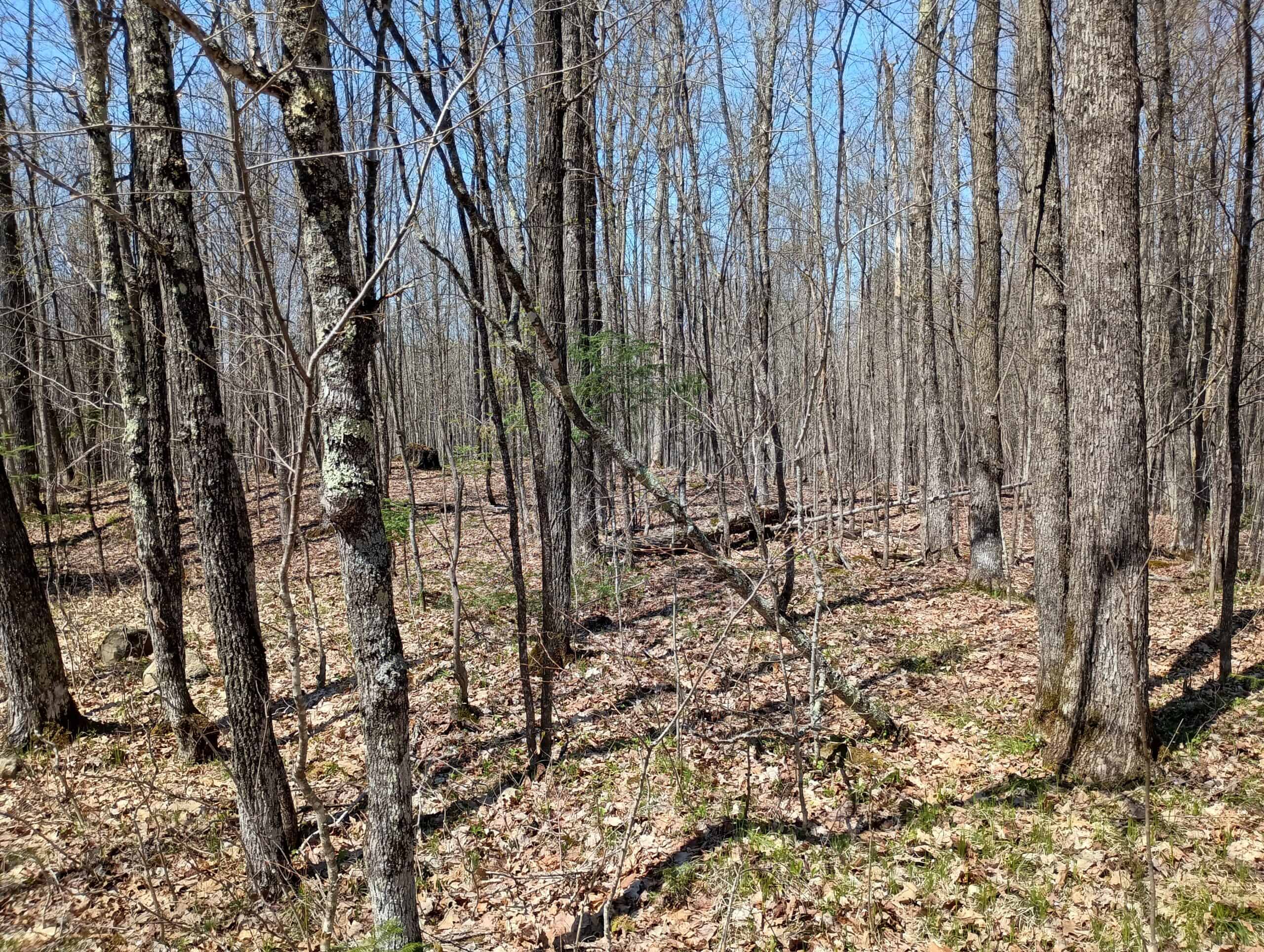 Cabin with Acreage for Sale in Glidden, Wisconsin