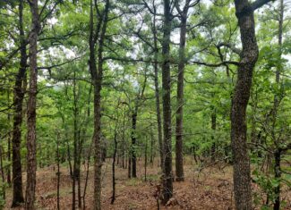 40 Acres – Off-Grid Mountain Getaway in Bengal, Oklahoma