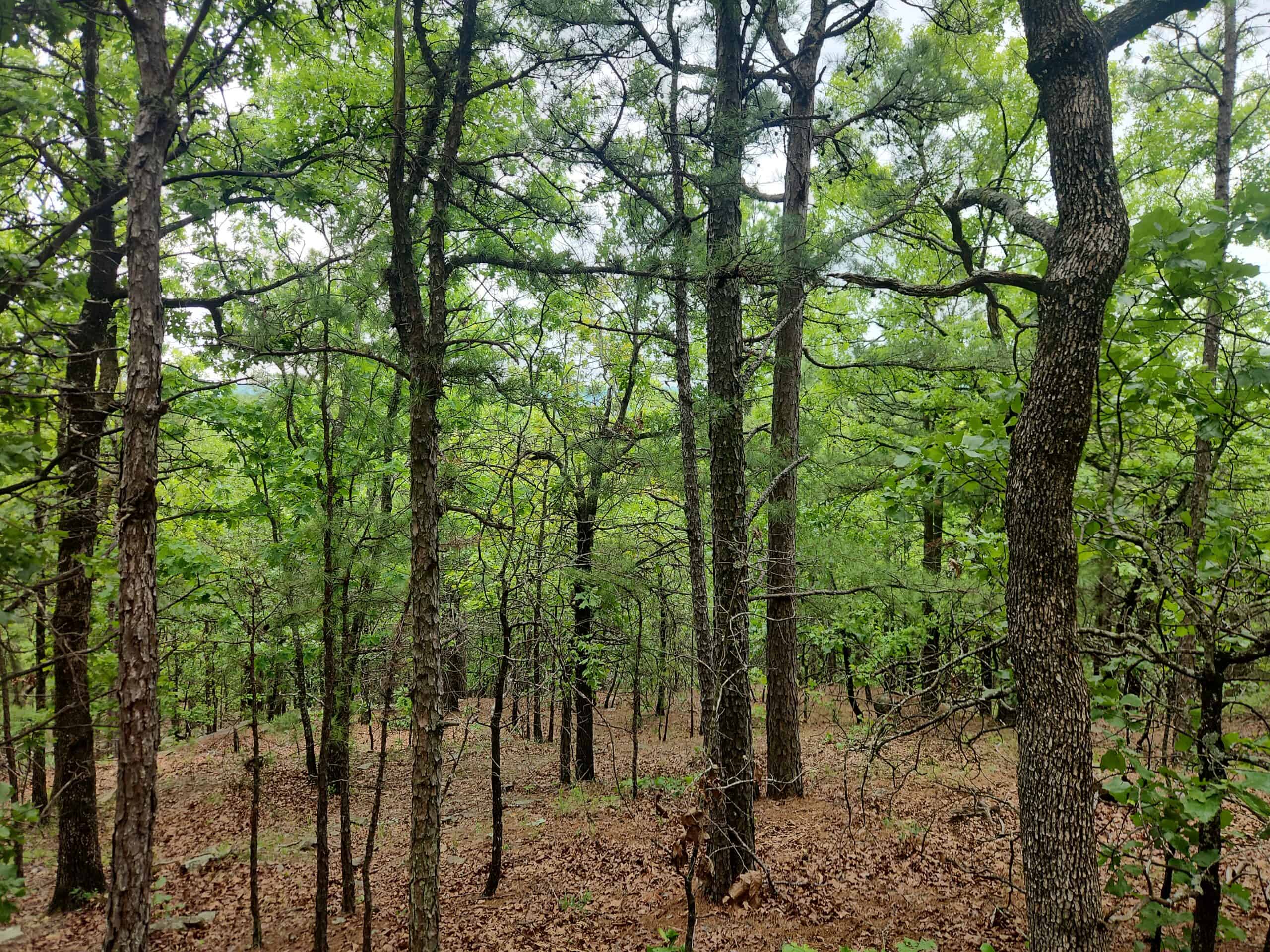40 Acres – Off-Grid Mountain Getaway in Bengal, Oklahoma