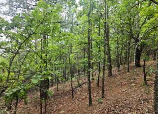 40 Acres – Off-Grid Mountain Getaway in Bengal, Oklahoma