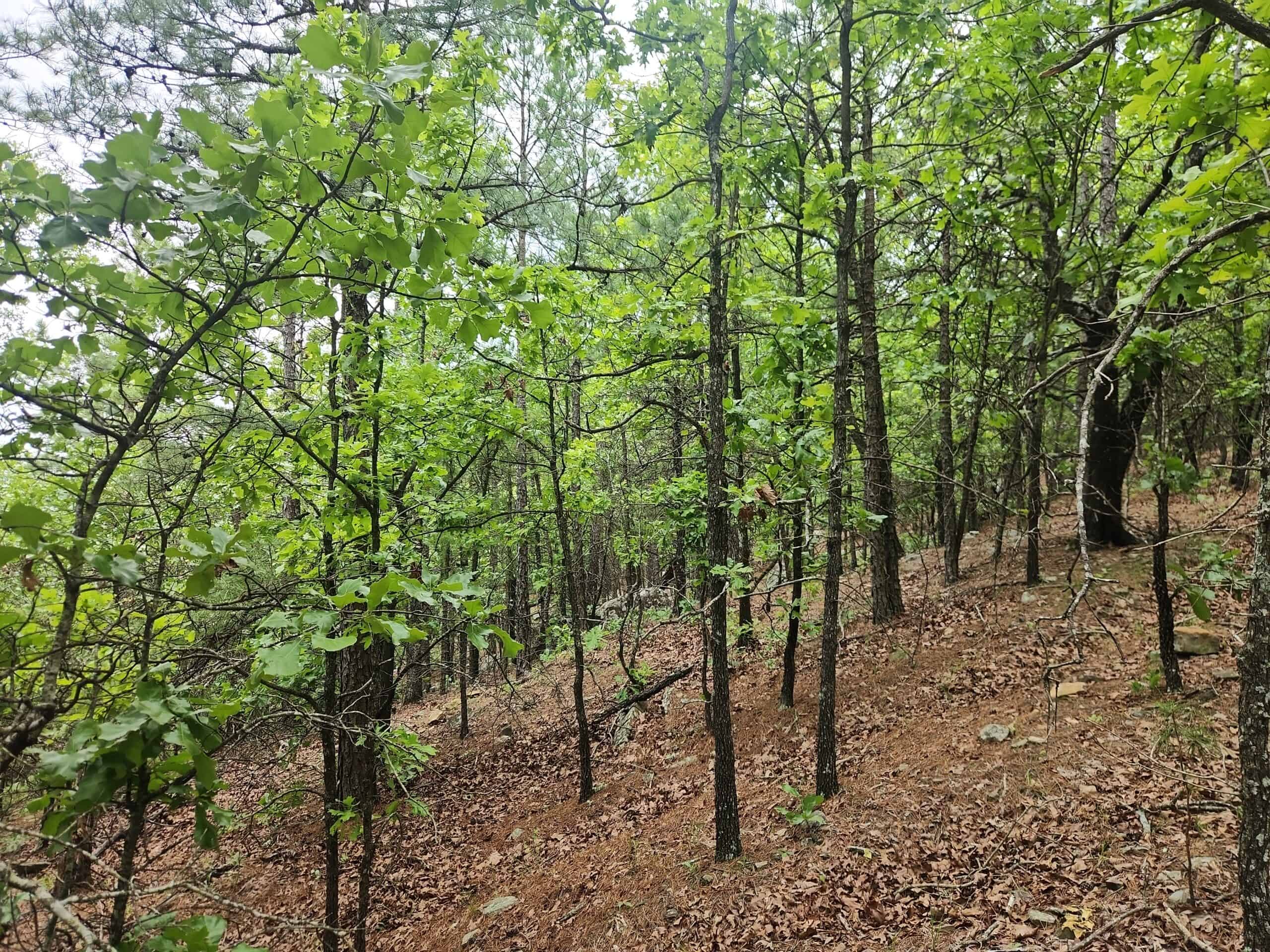 40 Acres – Off-Grid Mountain Getaway in Bengal, Oklahoma
