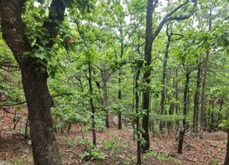40 Acres – Off-Grid Mountain Getaway in Bengal, Oklahoma
