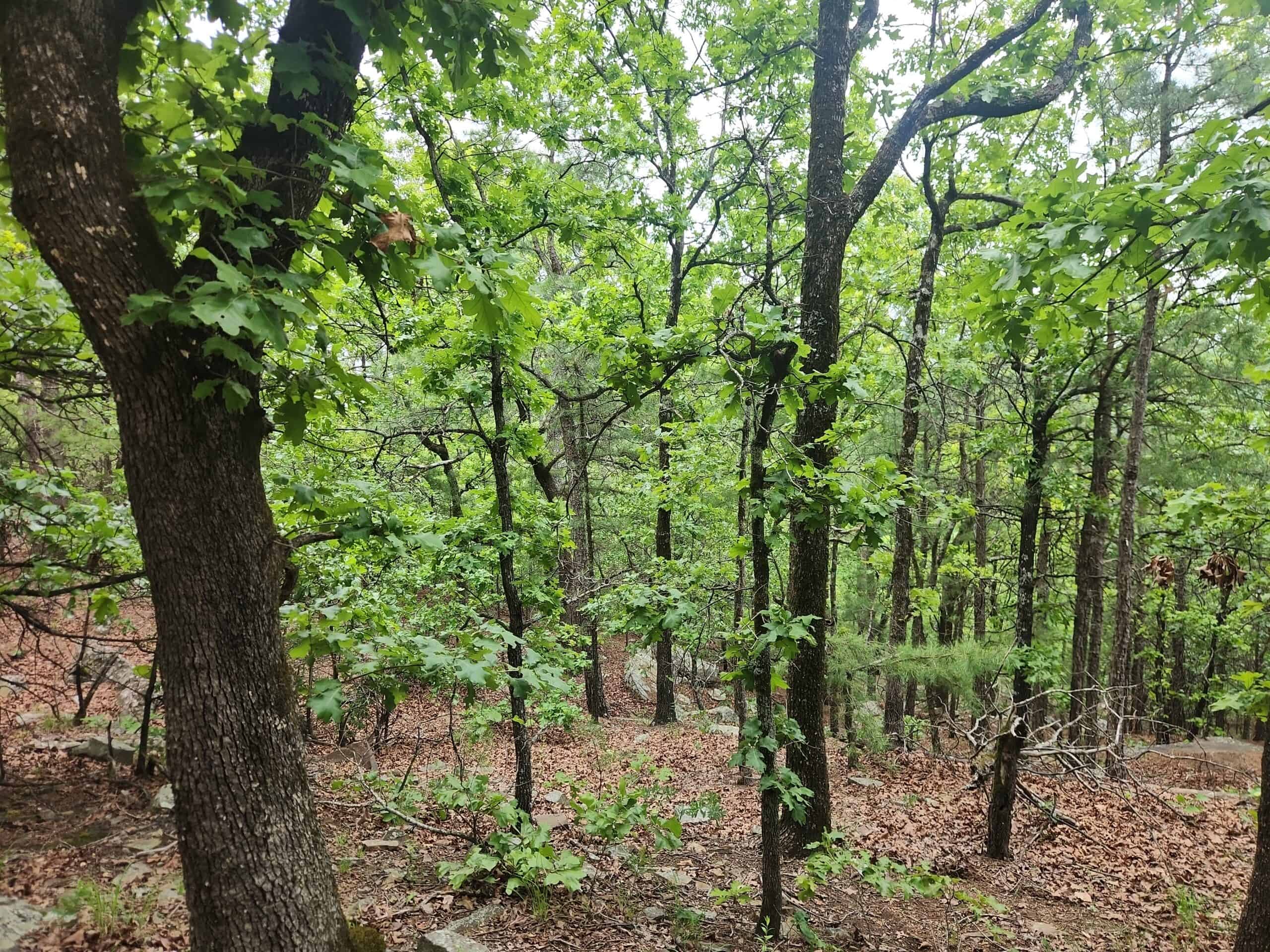 40 Acres – Off-Grid Mountain Getaway in Bengal, Oklahoma