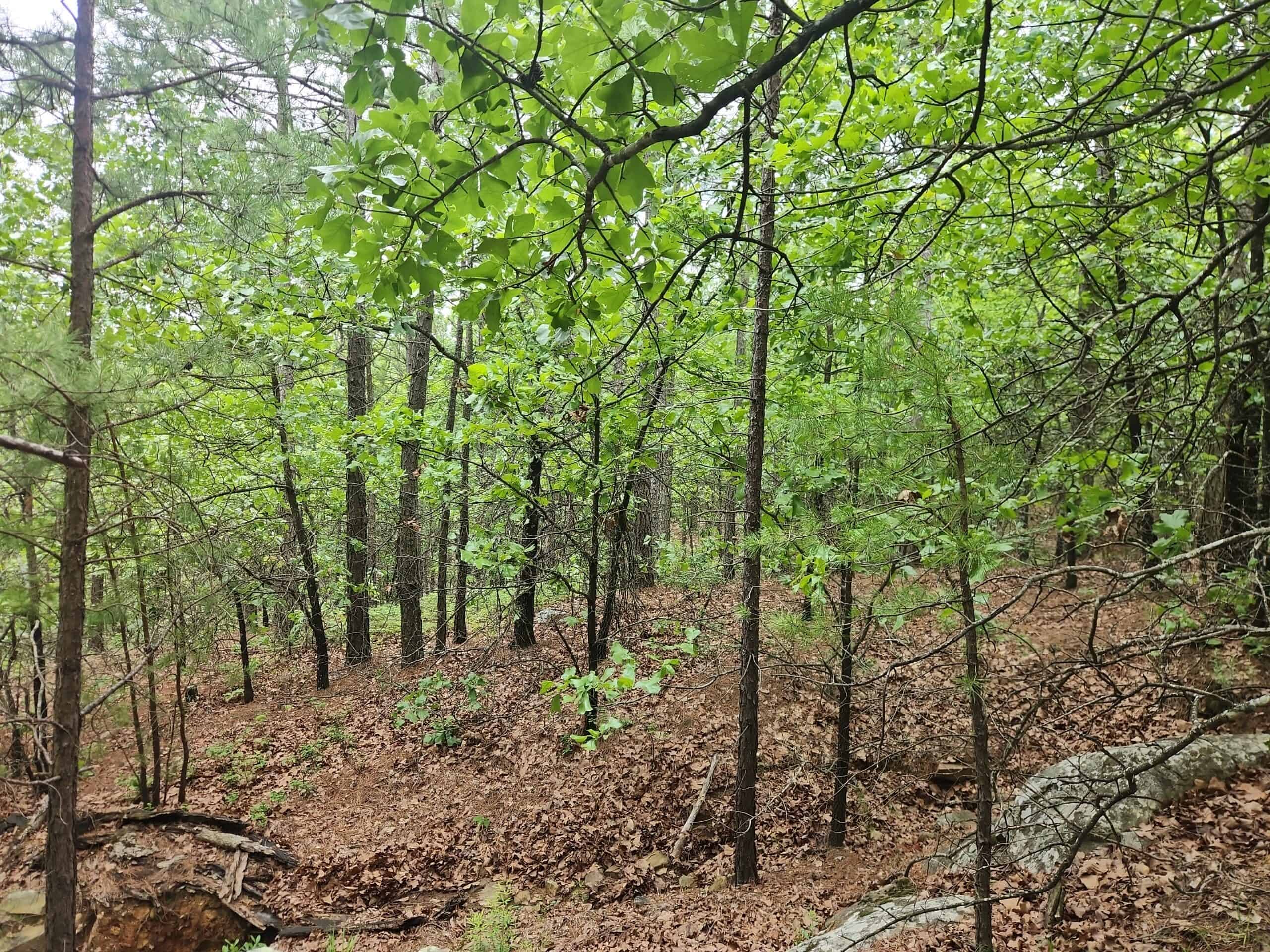 40 Acres – Off-Grid Mountain Getaway in Bengal, Oklahoma