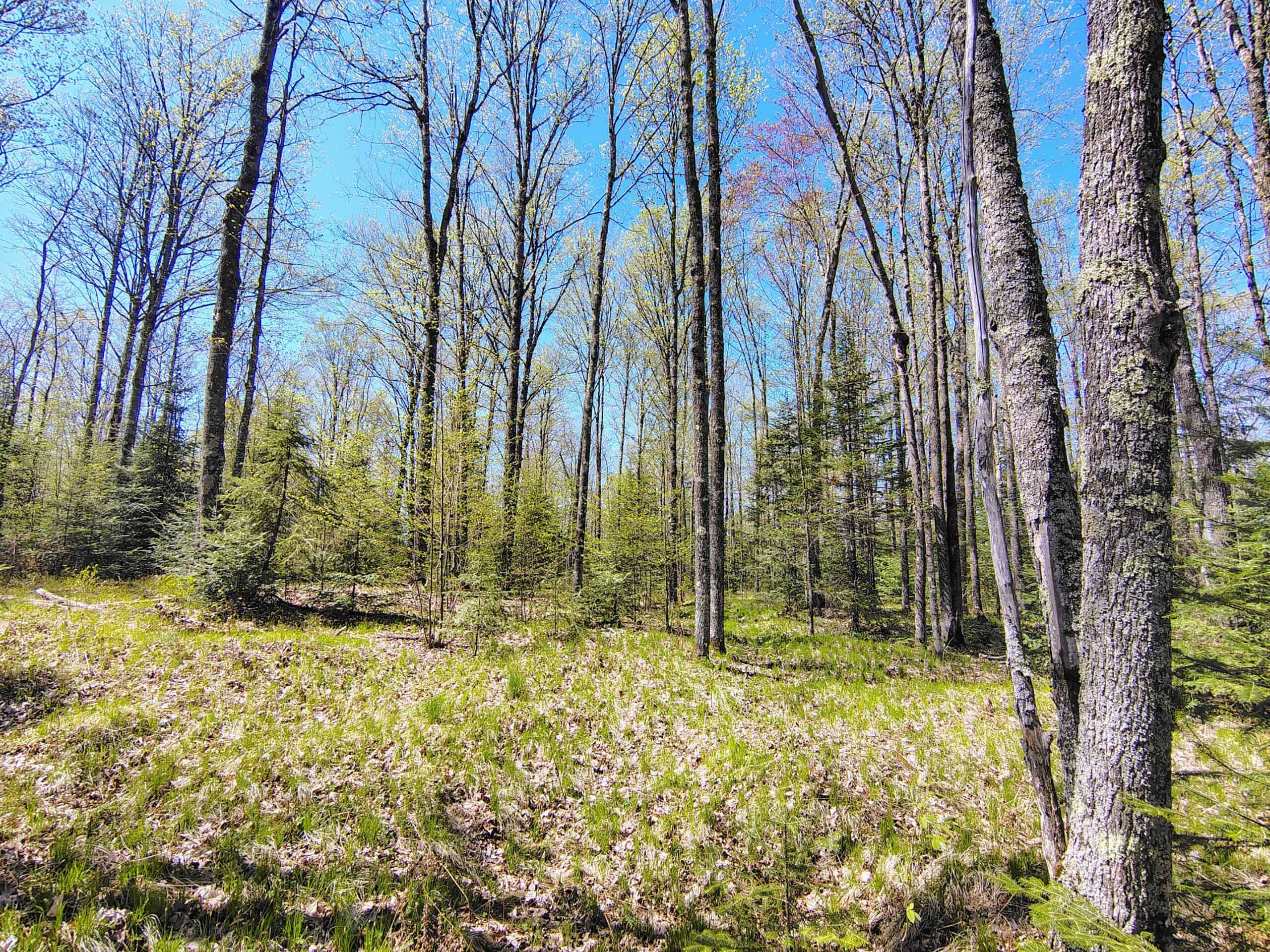 Land with Cabin for Sale in Glidden, Wisconsin