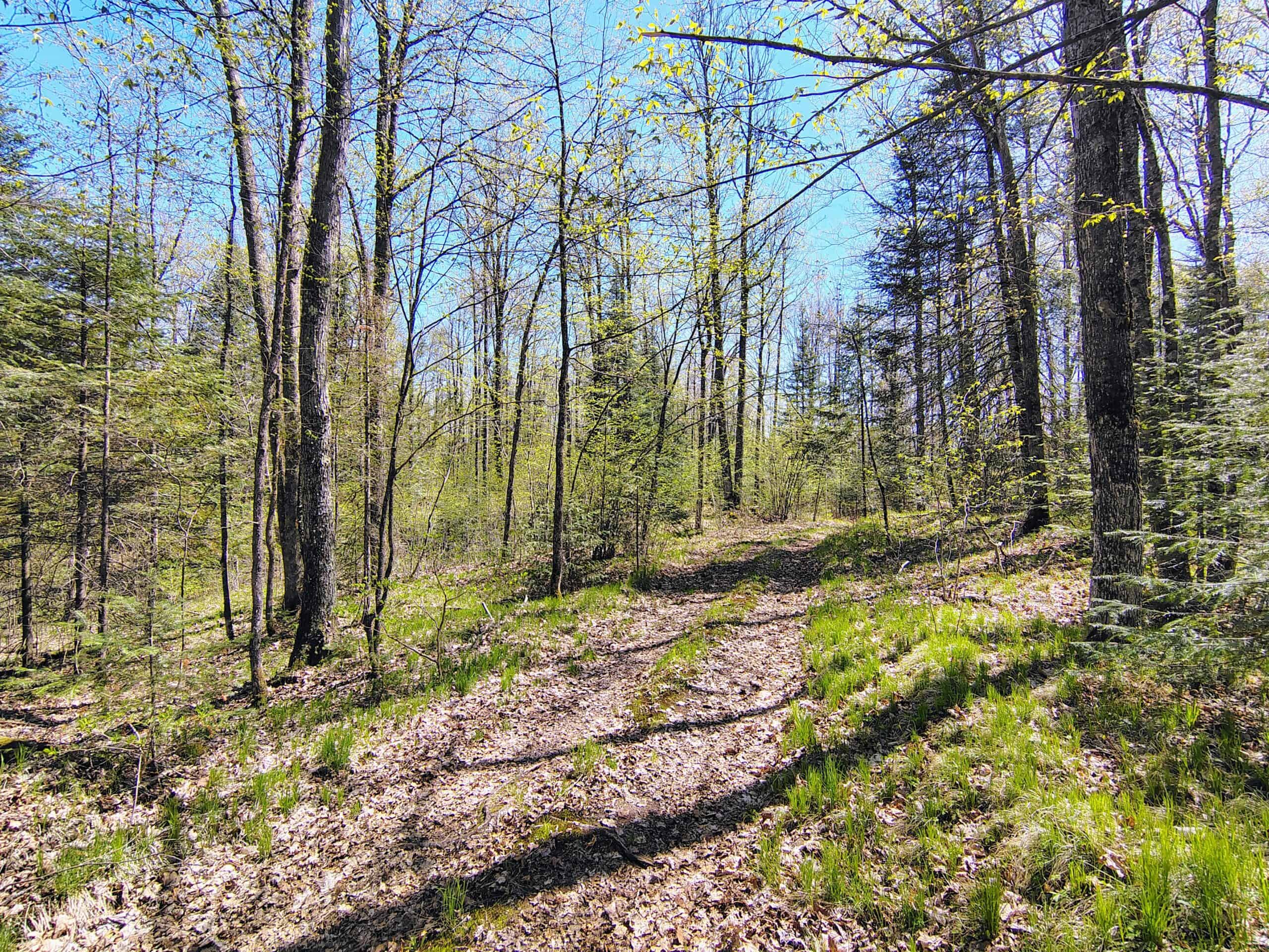 Land with Cabin for Sale in Glidden, Wisconsin