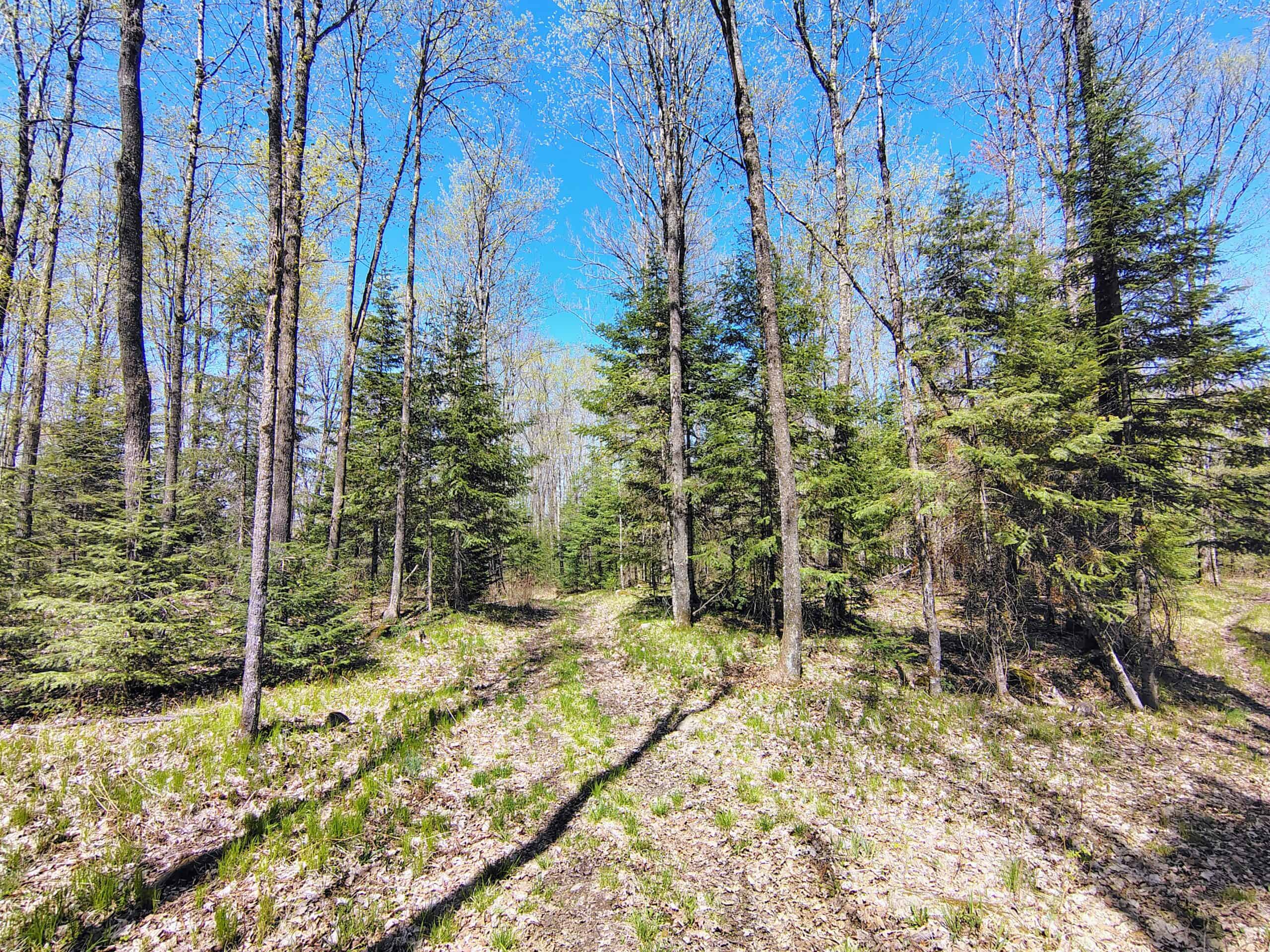 Land with Cabin for Sale in Glidden, Wisconsin