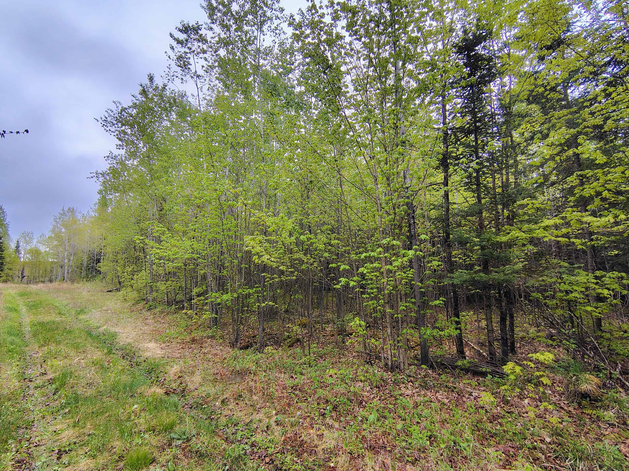 Hunting Land for Sale in Park Falls, Wisconsin