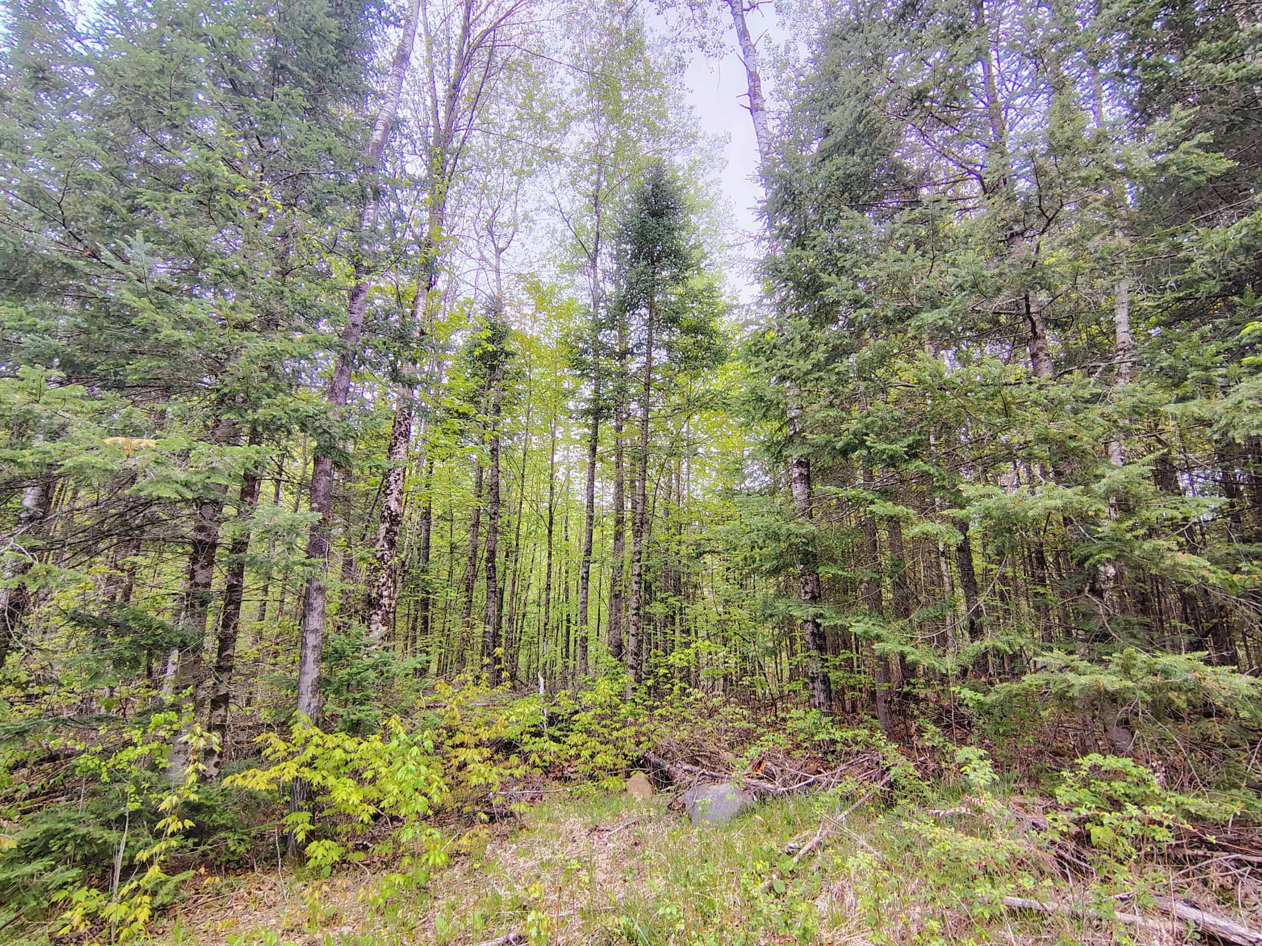 Hunting Land for Sale in Park Falls, Wisconsin