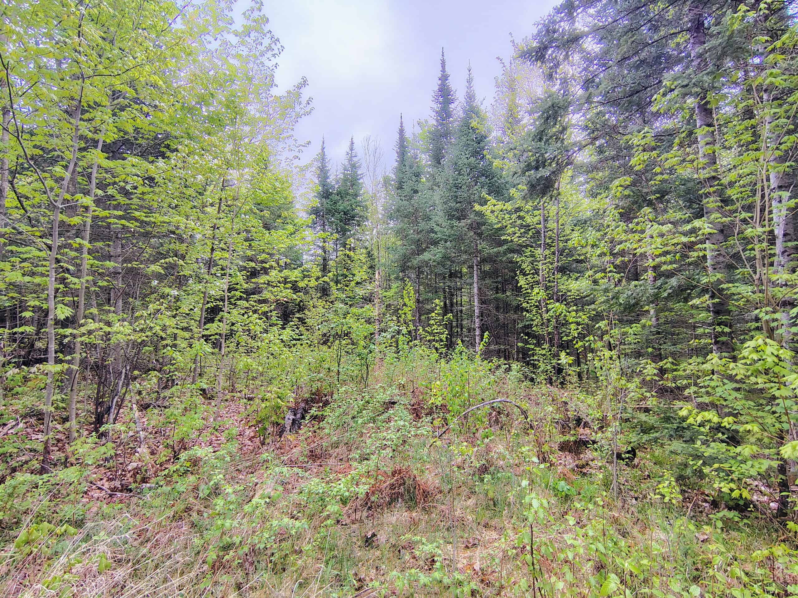 Hunting Land for Sale in Park Falls, Wisconsin