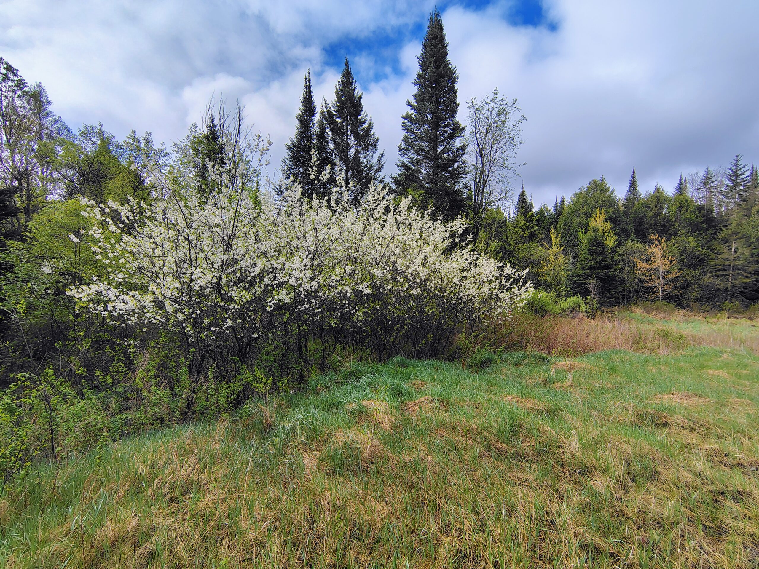 Acreage for Sale in Butternut, Wisconsin
