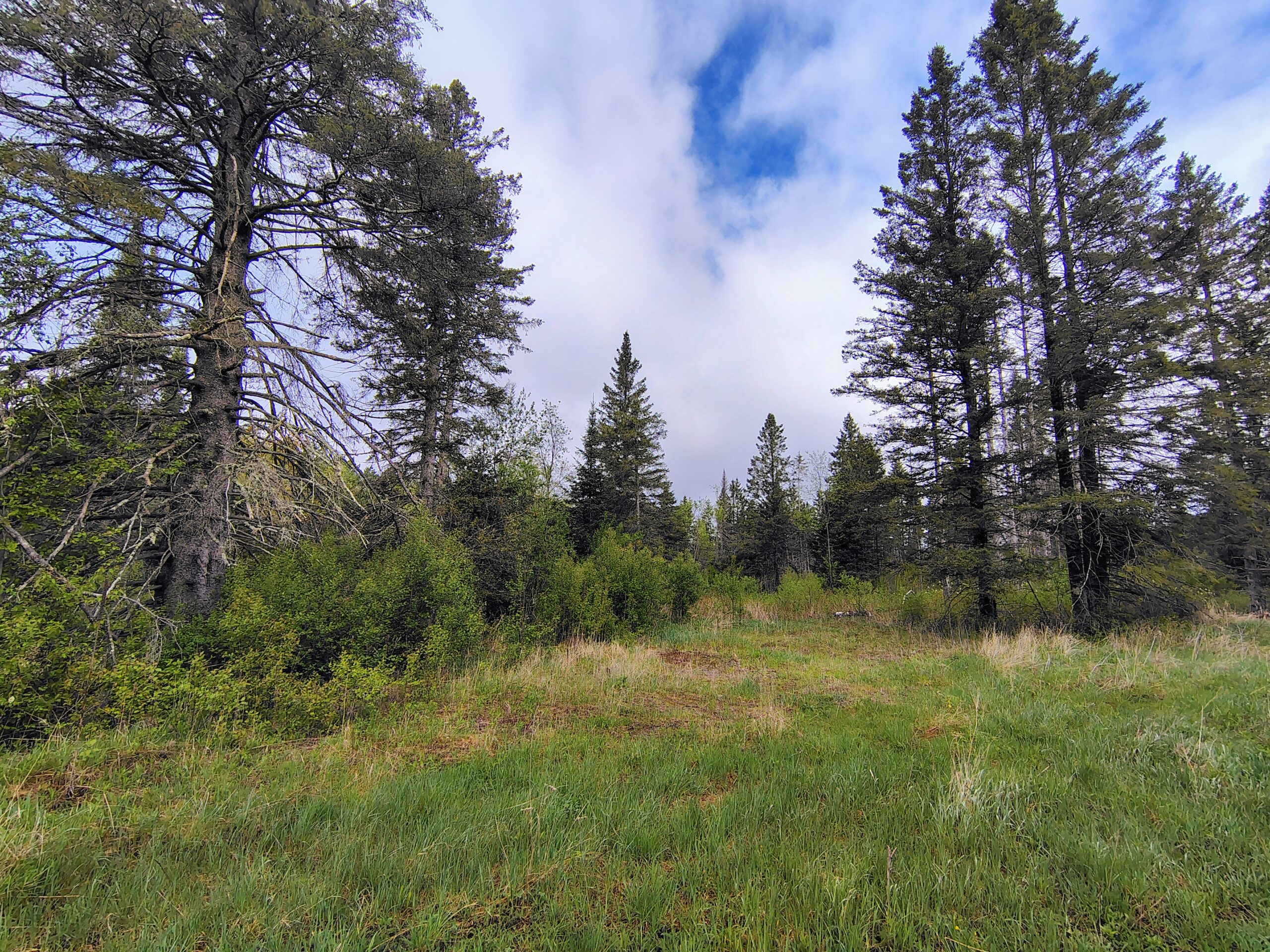 Acreage for Sale in Butternut, Wisconsin