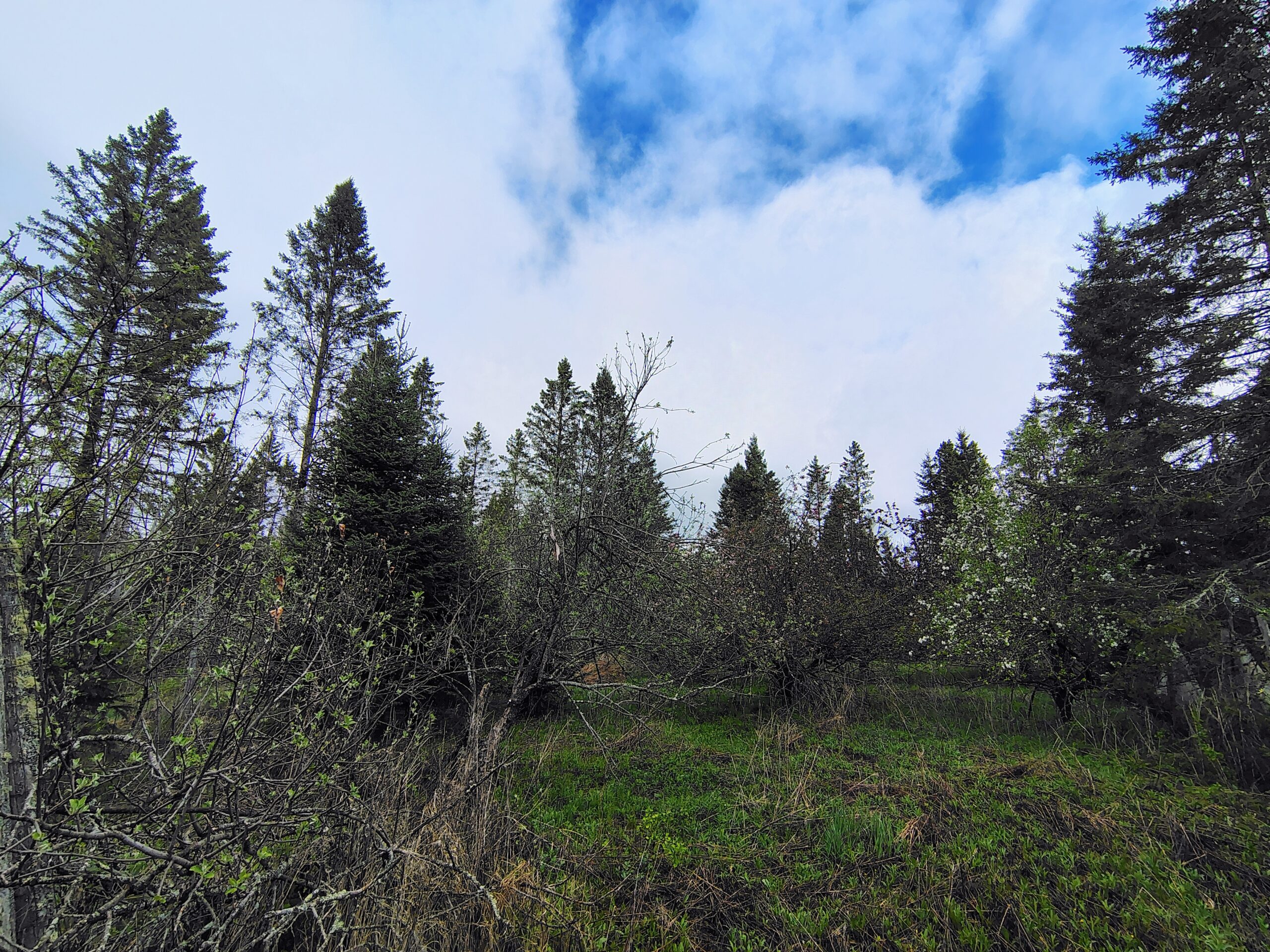 Acreage for Sale in Butternut, Wisconsin