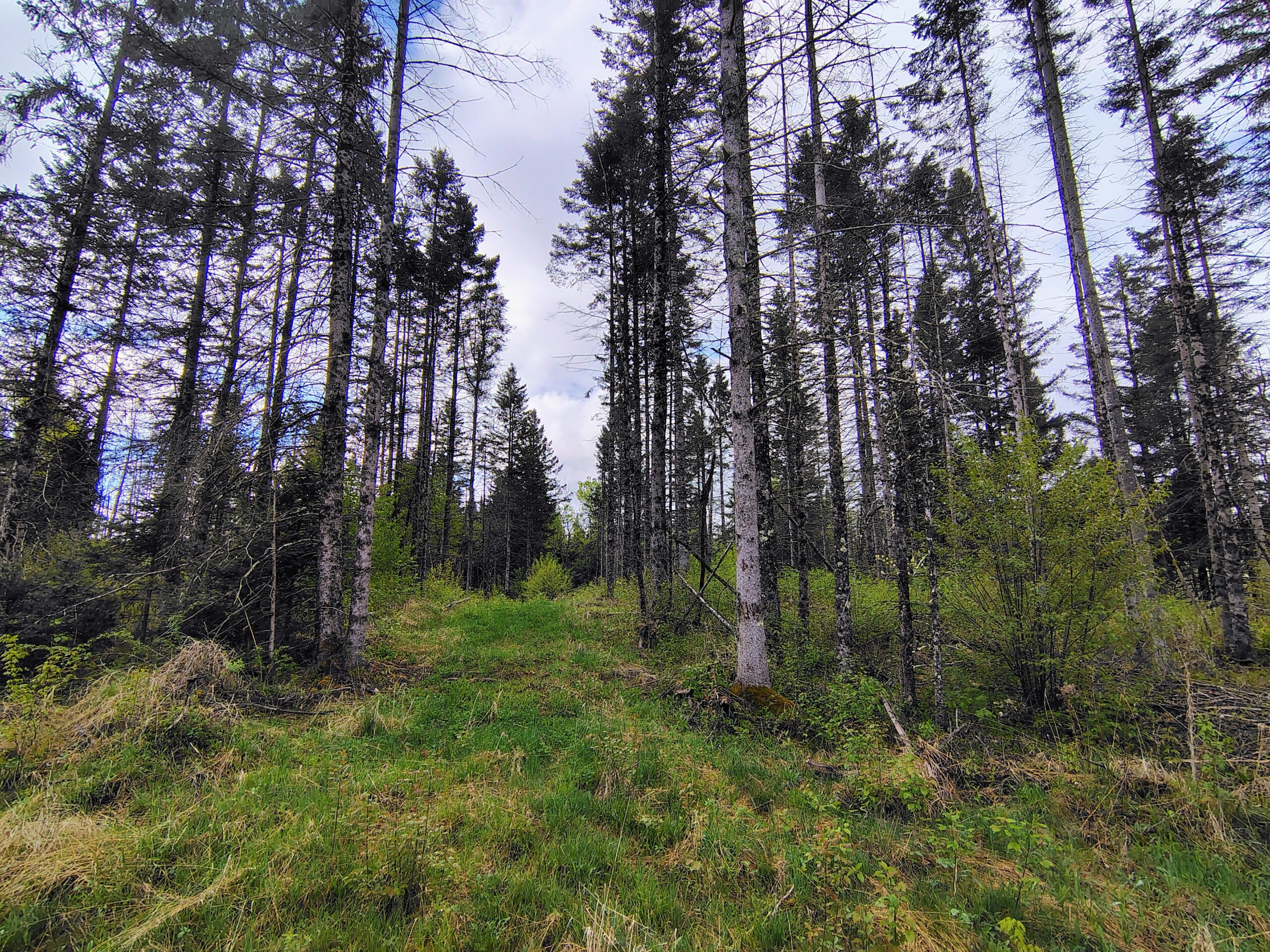 Acreage for Sale in Butternut, Wisconsin