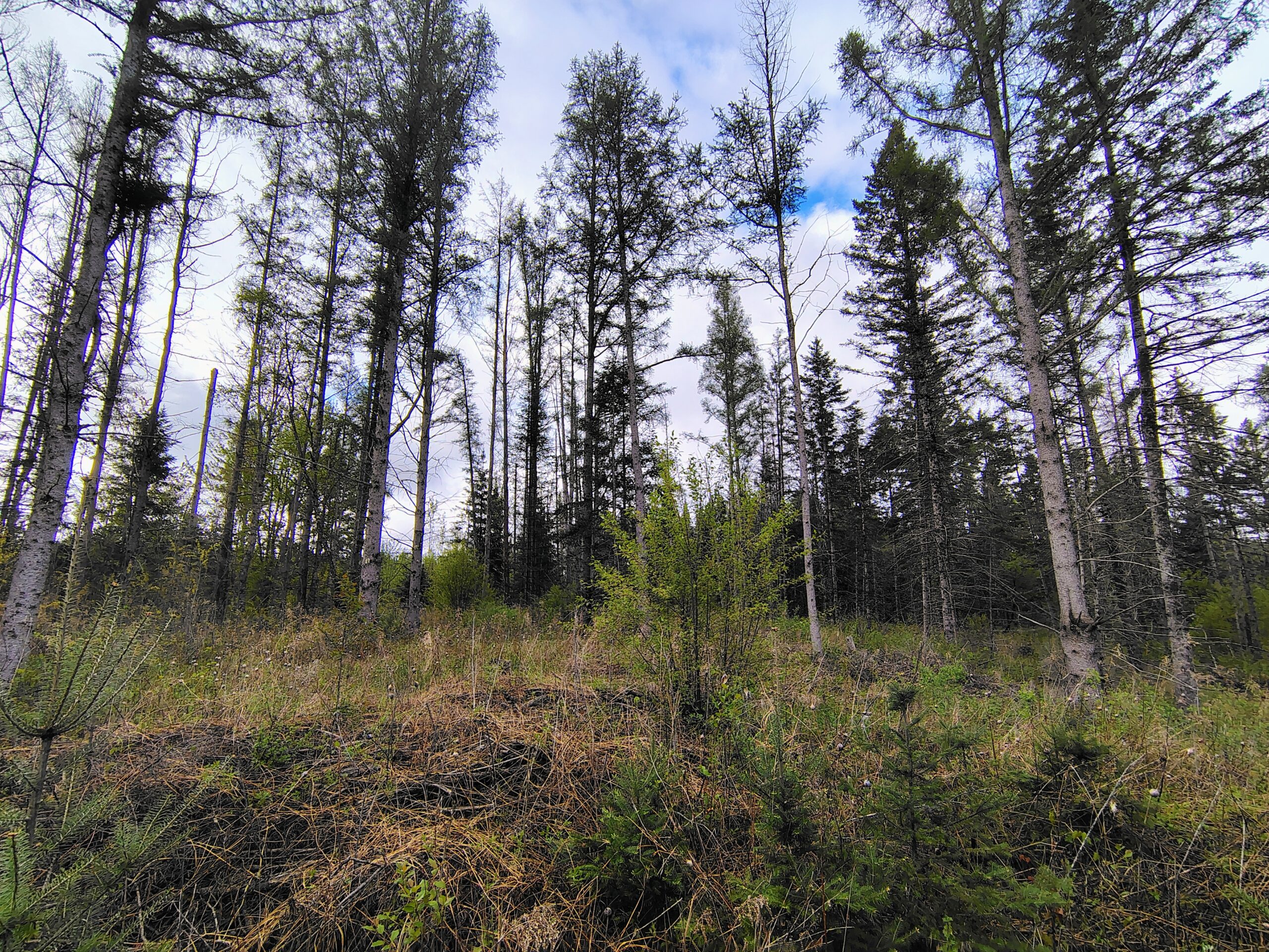 Acreage for Sale in Butternut, Wisconsin