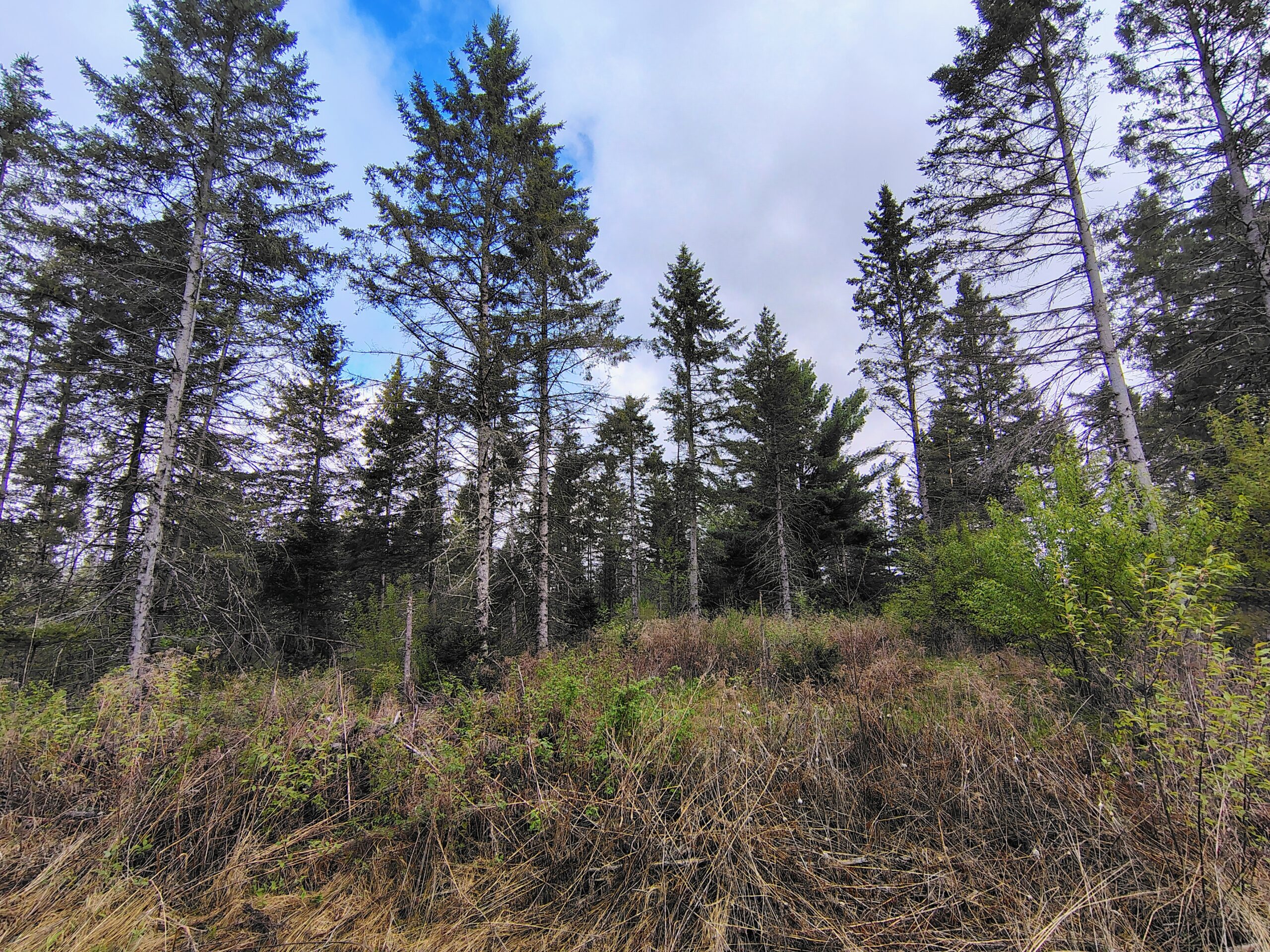 Acreage for Sale in Butternut, Wisconsin