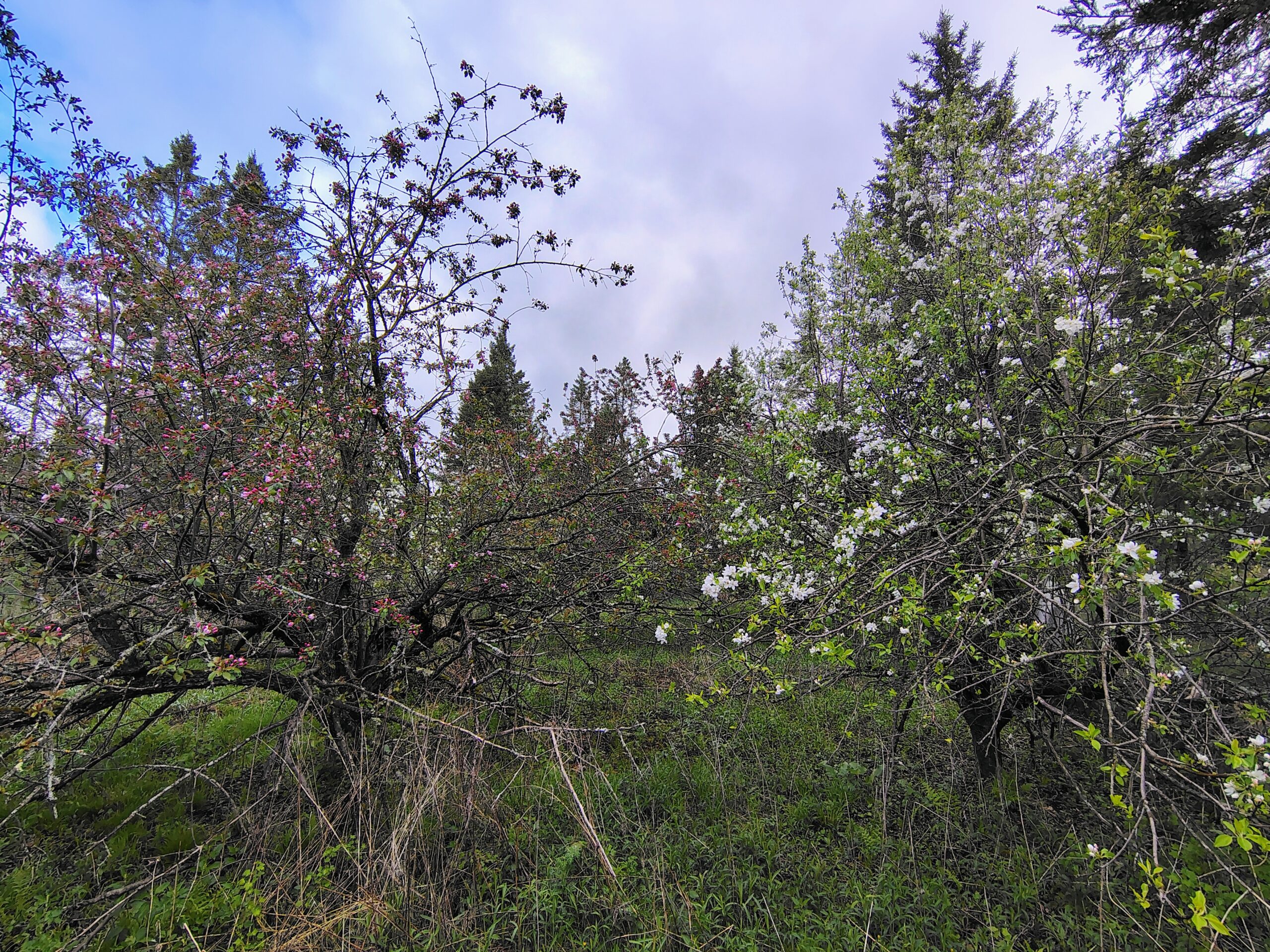 Acreage for Sale in Butternut, Wisconsin