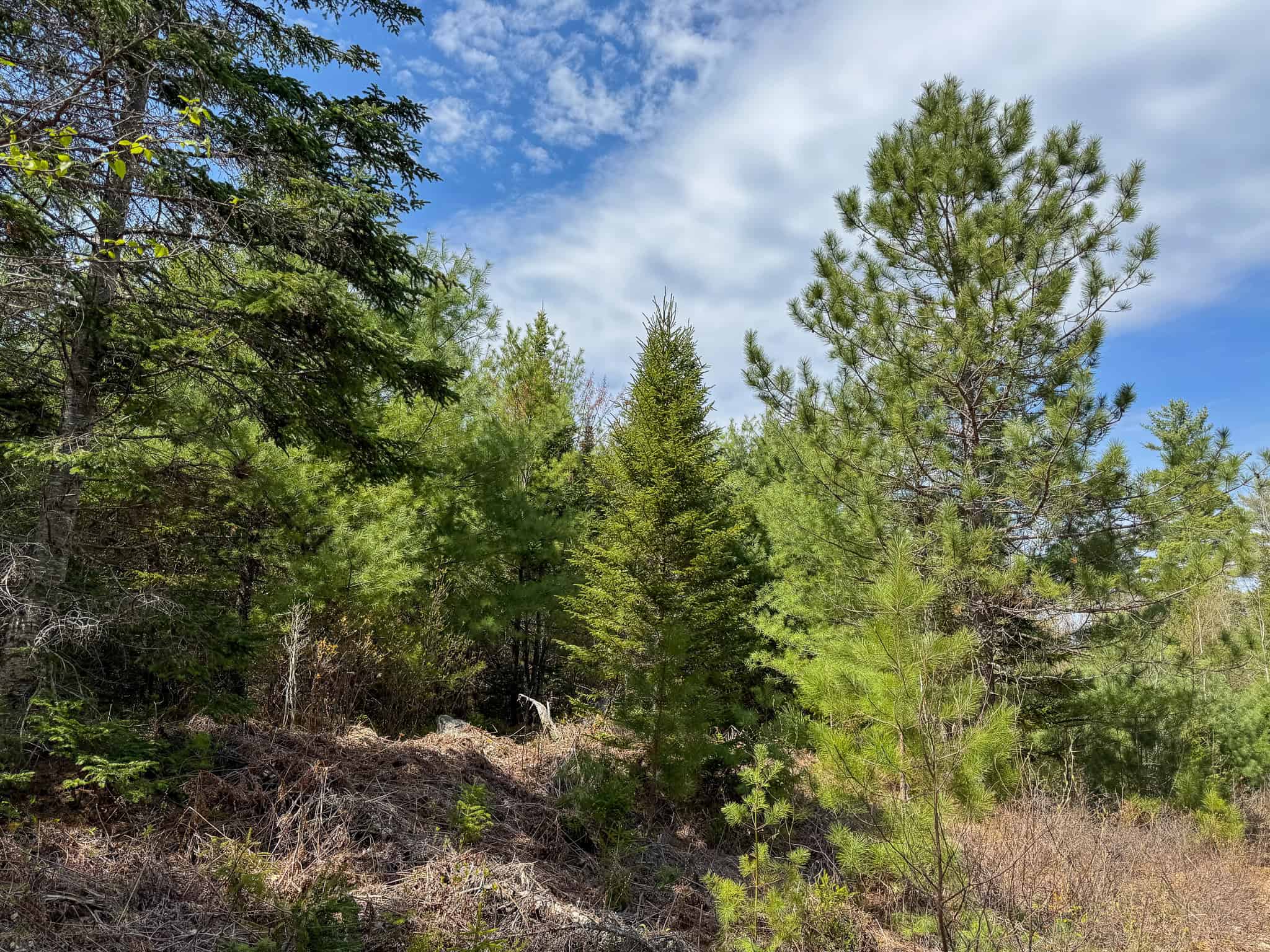 1206± Acres of Pristine Forestland