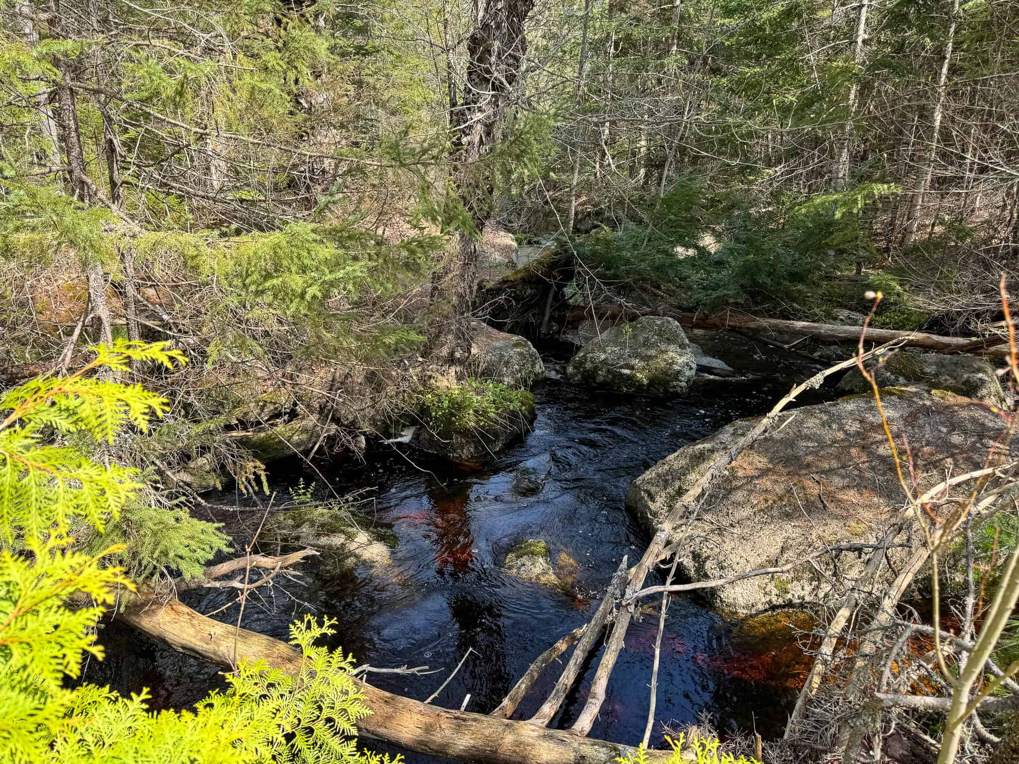 1206± Acres of Pristine Forestland
