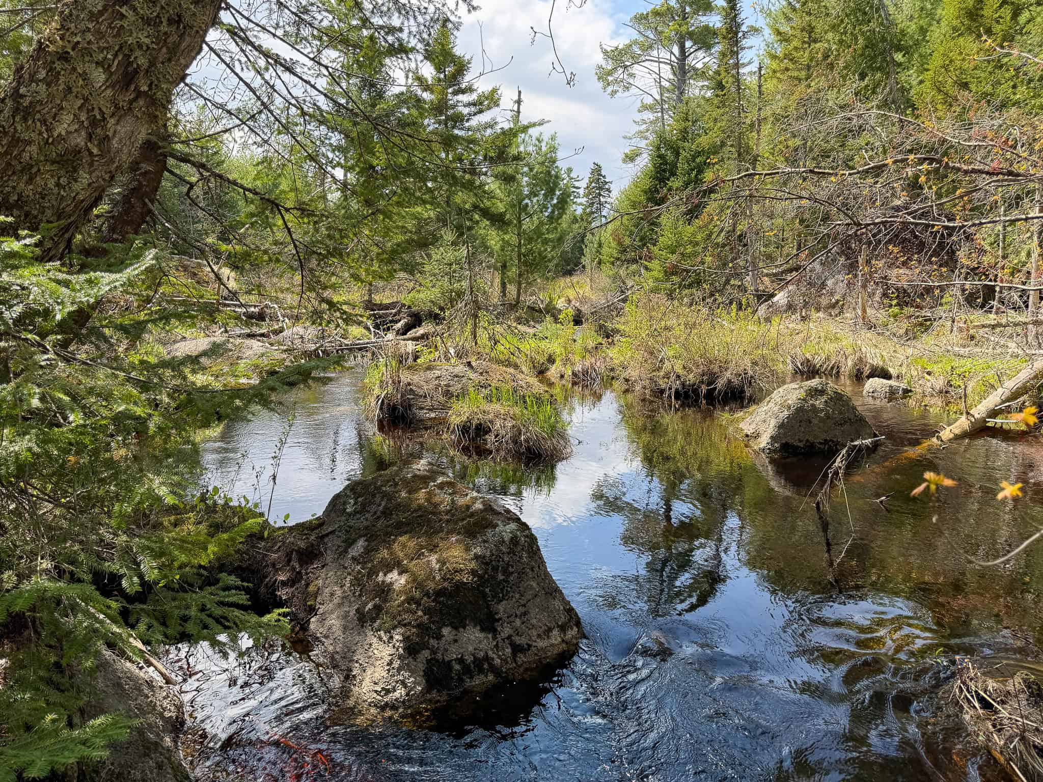 1206± Acres of Pristine Forestland