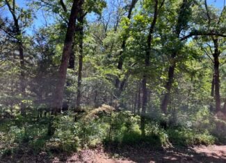 Off-Grid Mountain Getaway – 15+/- Acres in the Kiamichi Wilderness (Daisy Side)