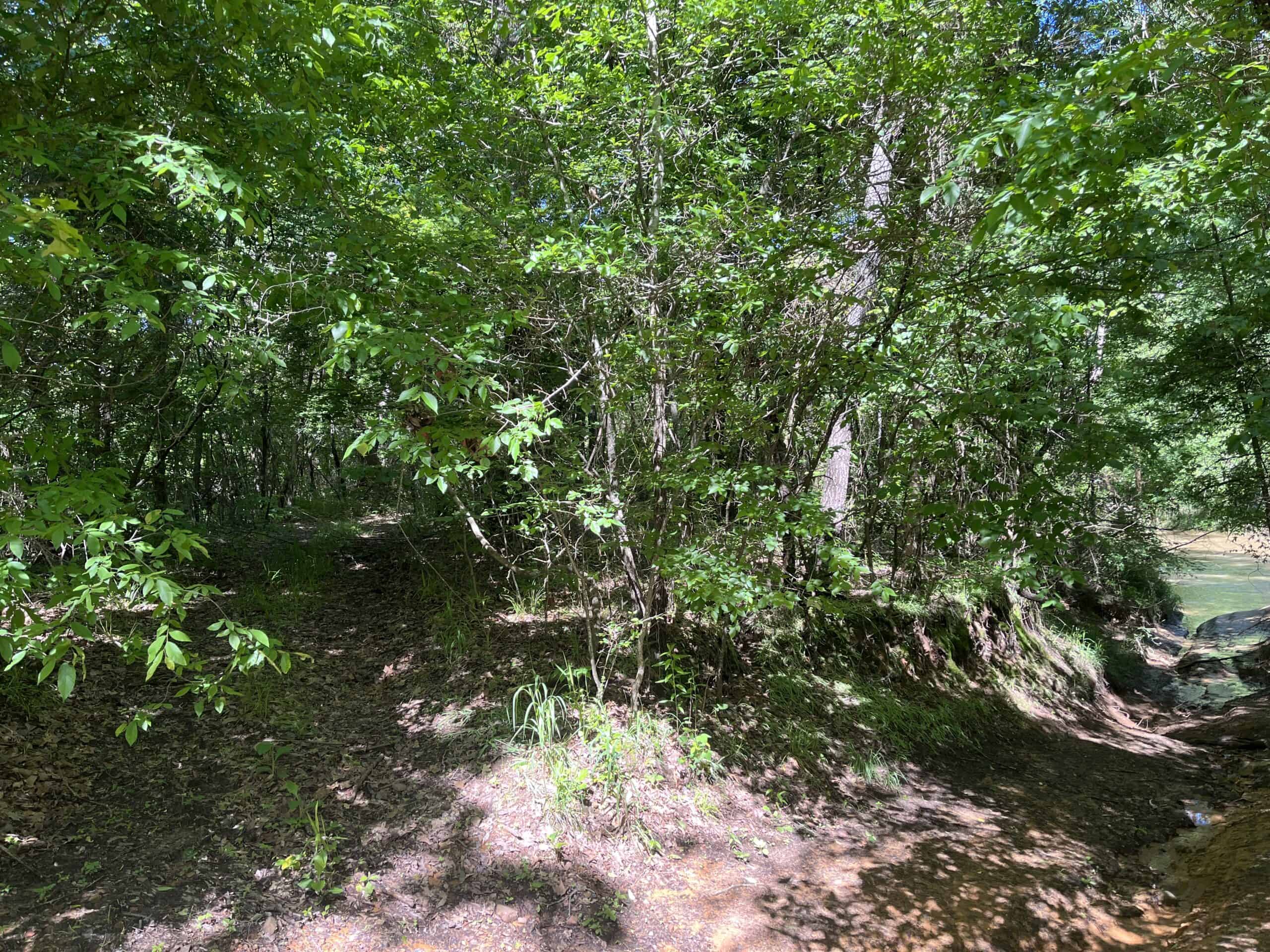 Off-Grid Mountain Getaway – 15+/- Acres in the Kiamichi Wilderness (Daisy Side)