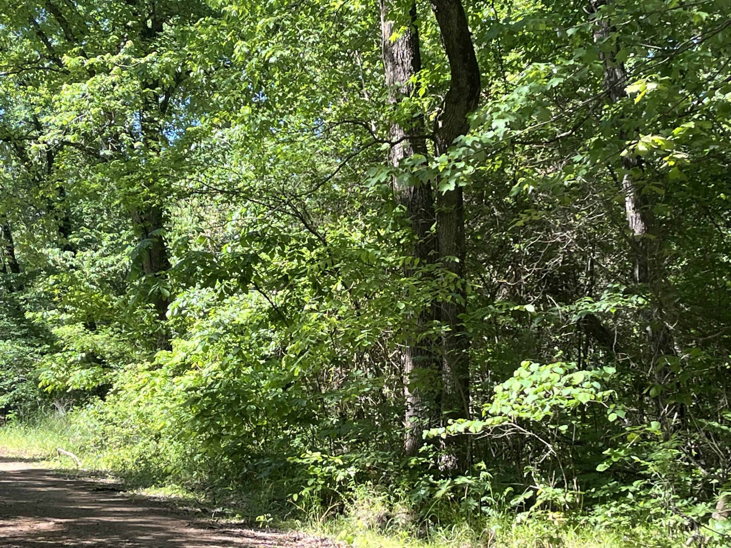 Off-Grid Mountain Getaway – 15+/- Acres in the Kiamichi Wilderness (Daisy Side)