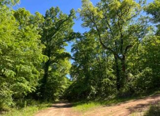 10 +/- Acres Off-Grid Retreat – Kiamichi Wilderness (Daisy Side)