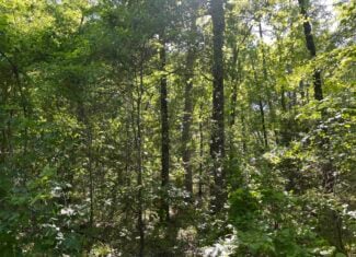 10 +/- Acres Off-Grid Retreat – Kiamichi Wilderness (Daisy Side)