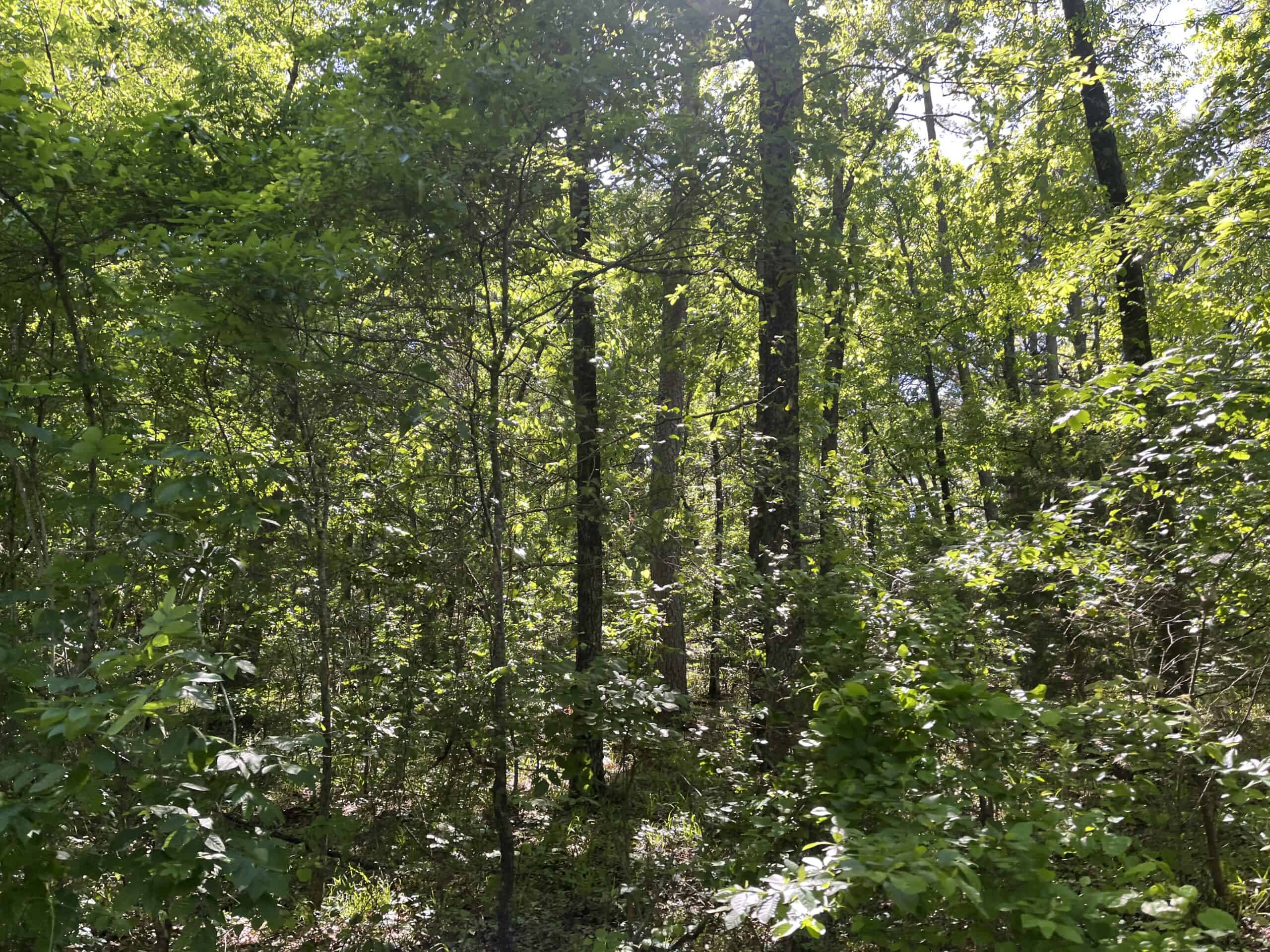 10 +/- Acres Off-Grid Retreat – Kiamichi Wilderness (Daisy Side)