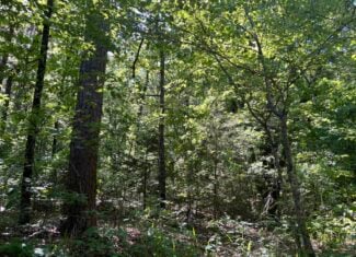 10 +/- Acres Off-Grid Retreat – Kiamichi Wilderness (Daisy Side)