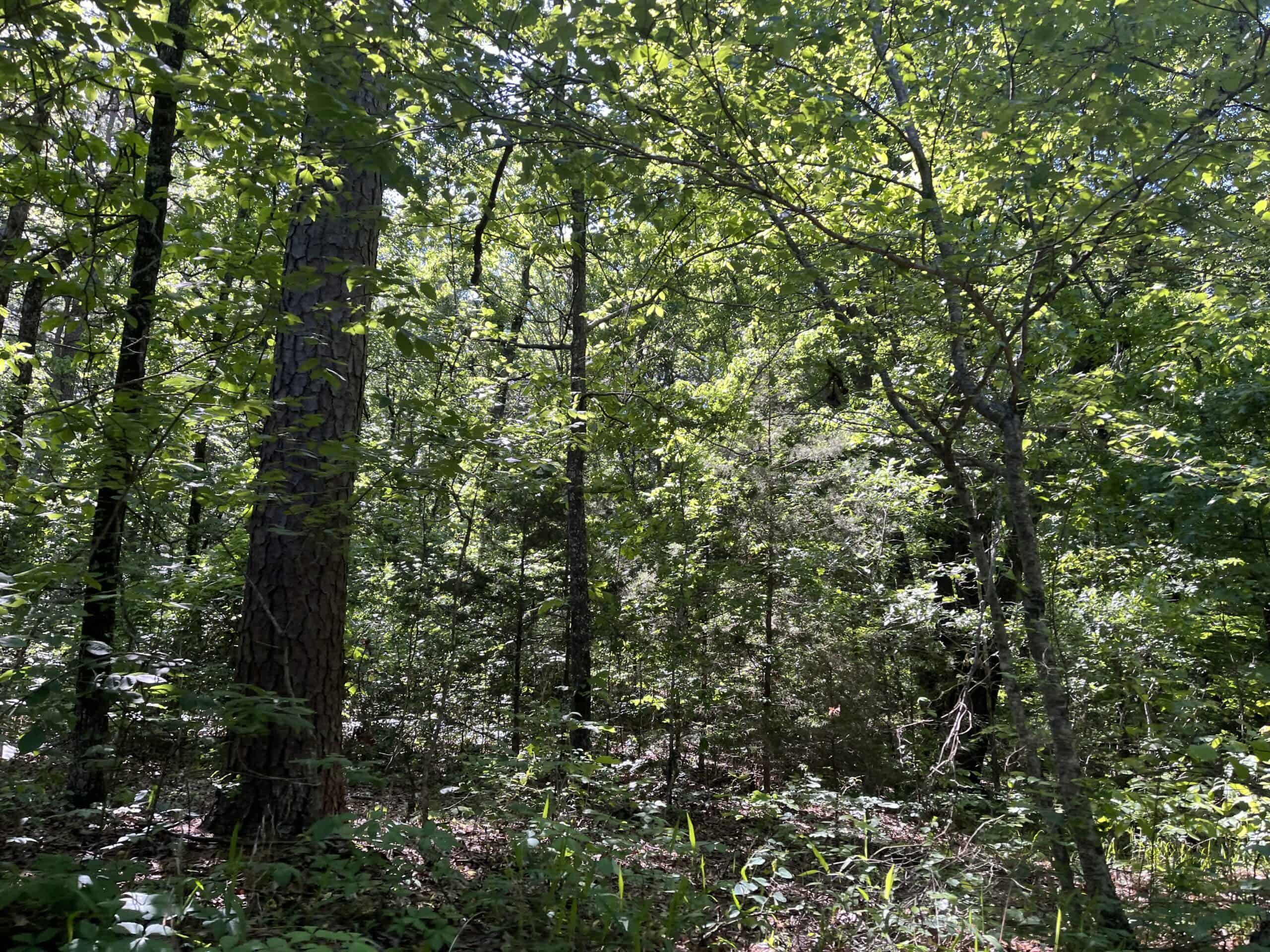 10 +/- Acres Off-Grid Retreat – Kiamichi Wilderness (Daisy Side)