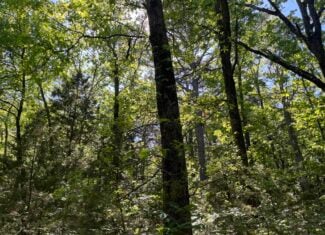 10 +/- Acres Off-Grid Retreat – Kiamichi Wilderness (Daisy Side)