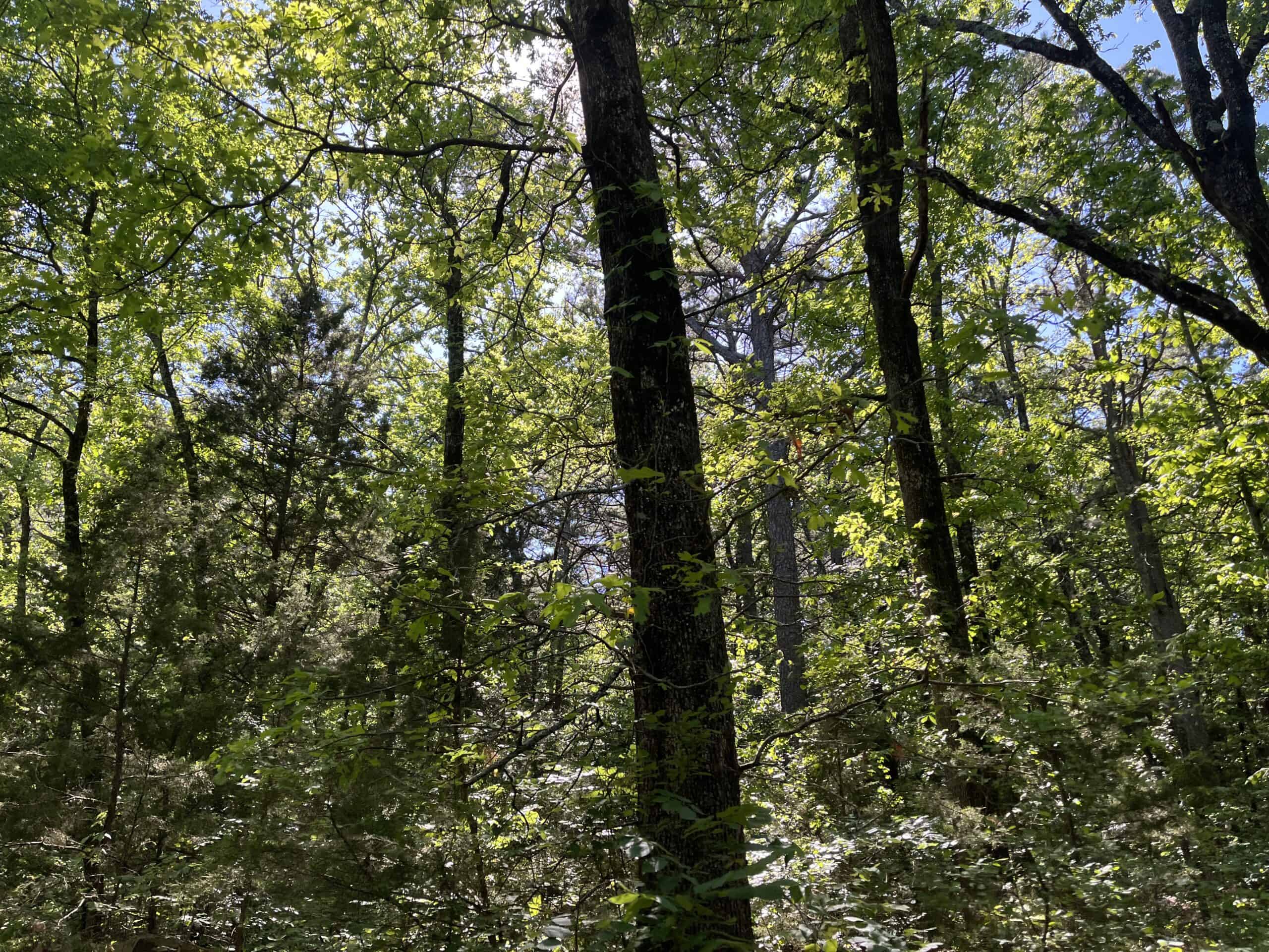10 +/- Acres Off-Grid Retreat – Kiamichi Wilderness (Daisy Side)