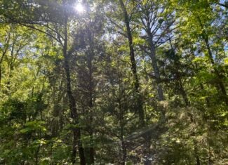 10 +/- Acres Off-Grid Retreat – Kiamichi Wilderness (Daisy Side)