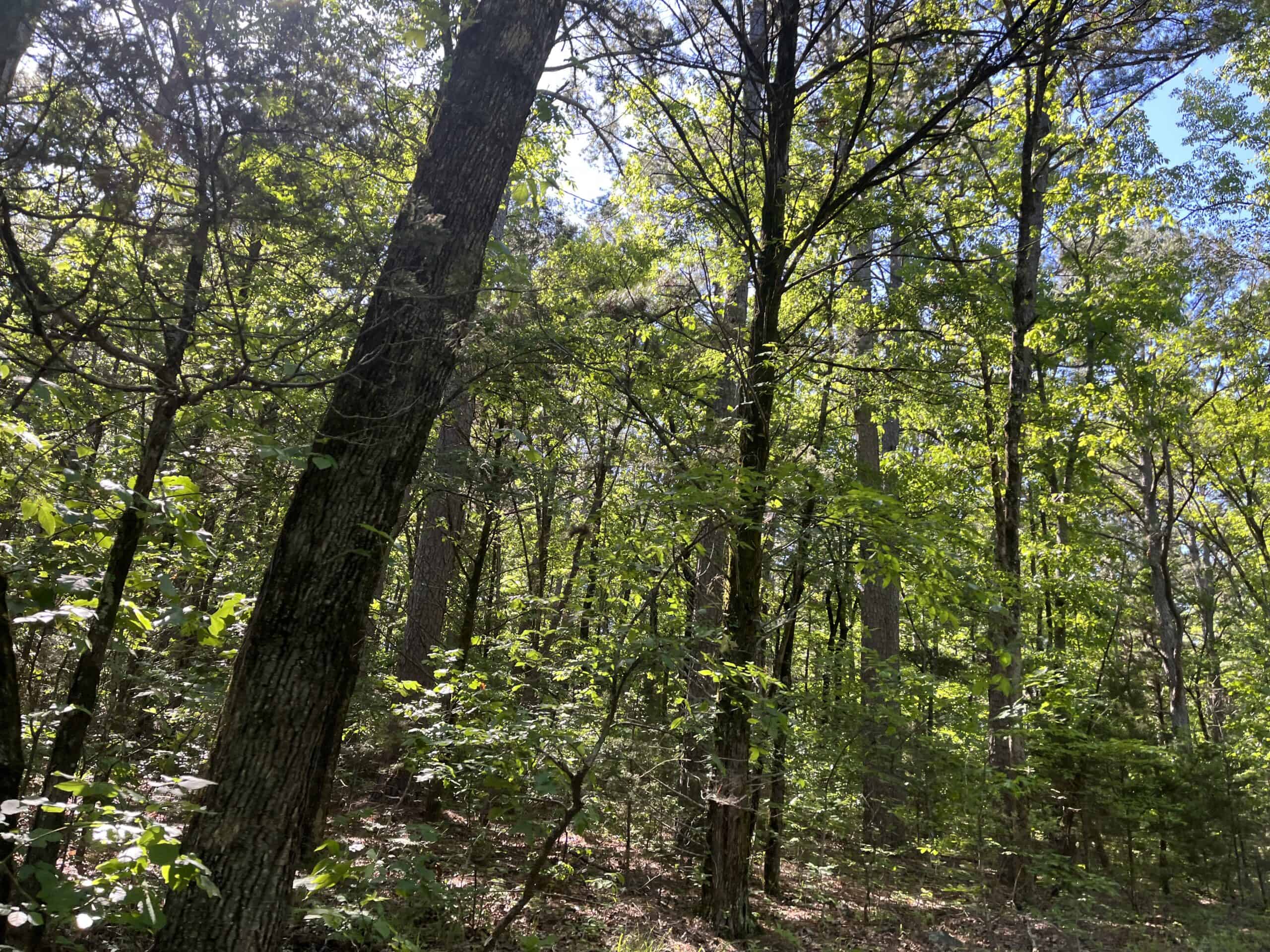10 +/- Acres Off-Grid Retreat – Kiamichi Wilderness (Daisy Side)