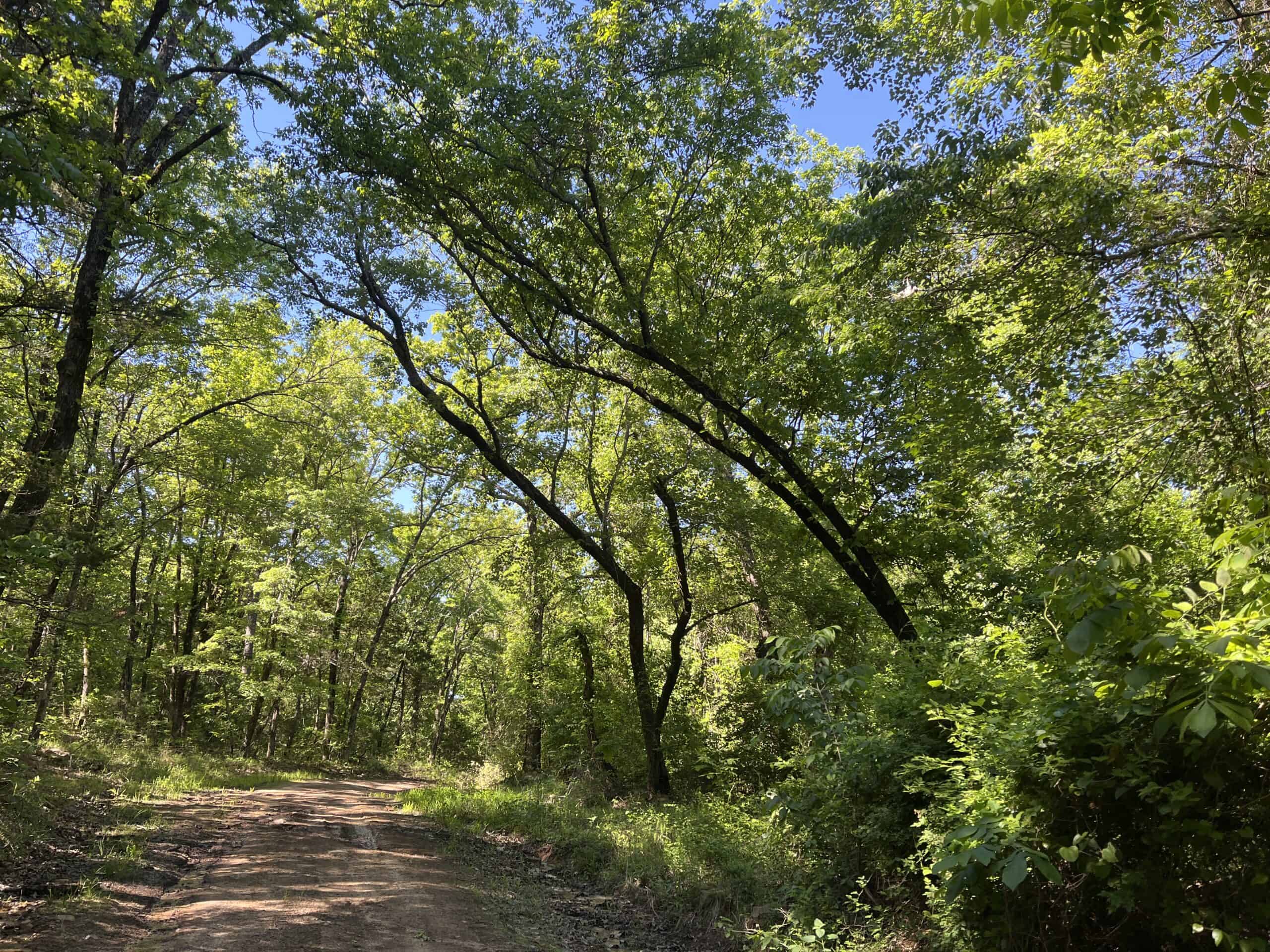 10 +/- Acres Off-Grid Retreat – Kiamichi Wilderness (Daisy Side)