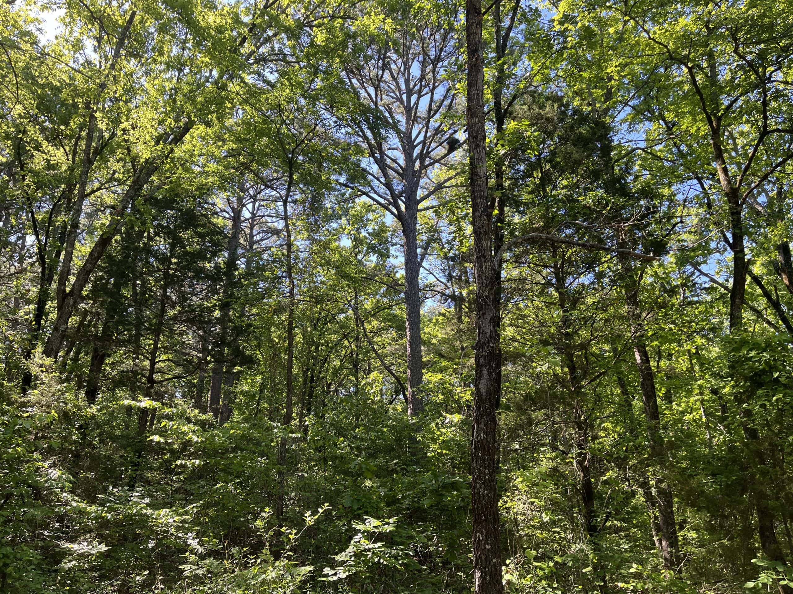 10 +/- Acres Off-Grid Retreat – Kiamichi Wilderness (Daisy Side)