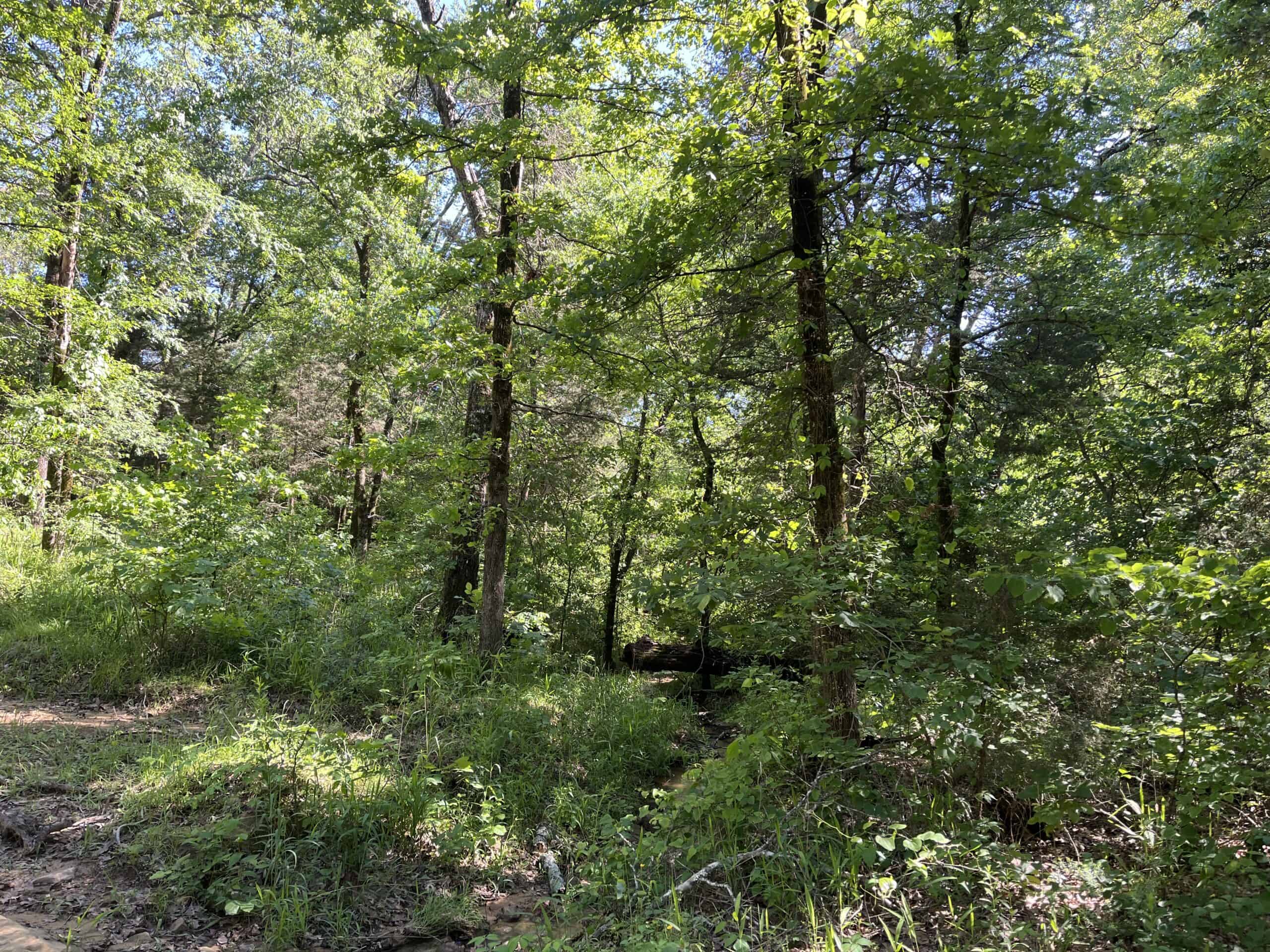 Off-Grid Mountain Getaway – 15+/- Acres in the Kiamichi Wilderness (Daisy Side)