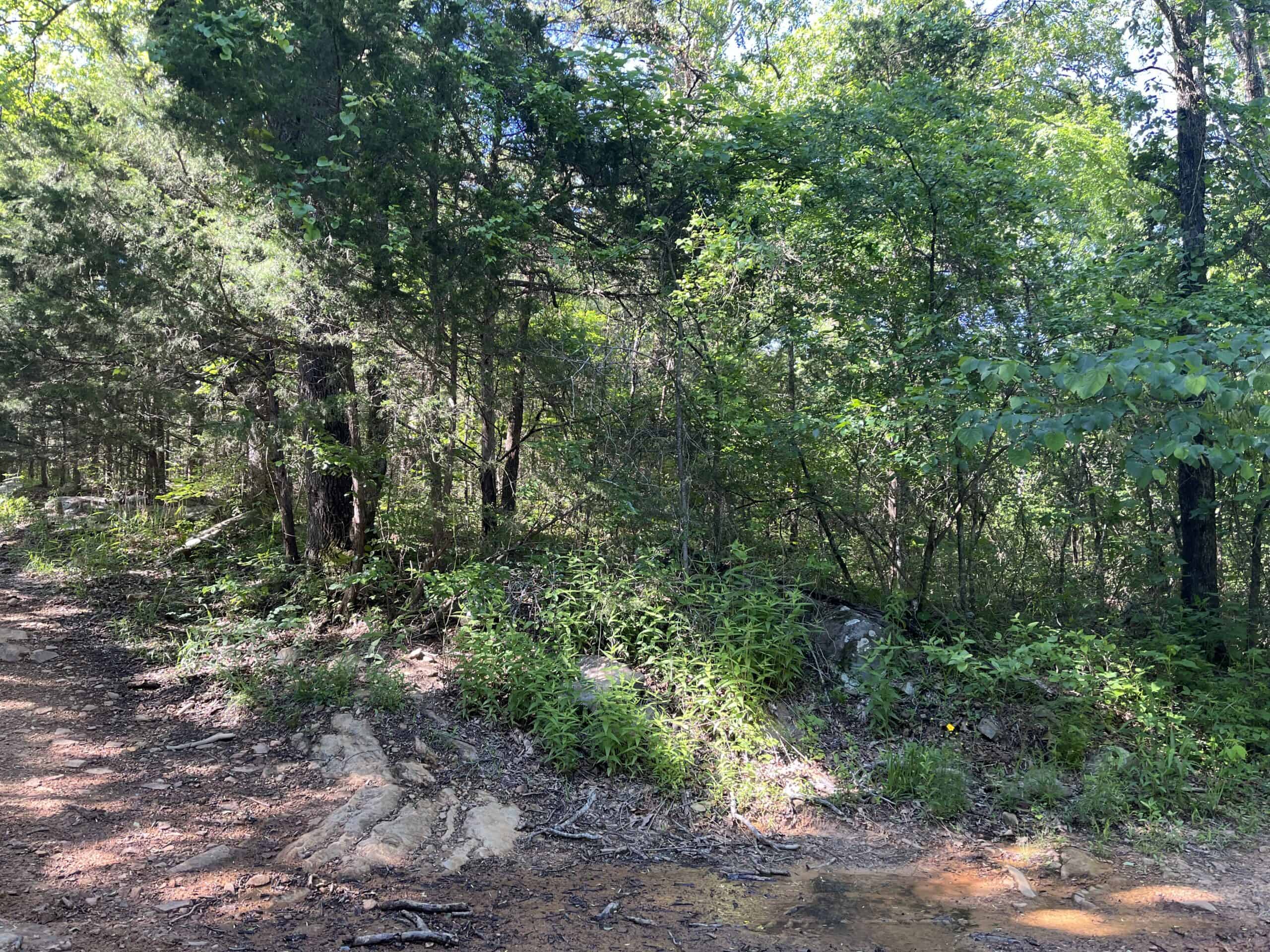 Off-Grid Mountain Getaway – 15+/- Acres in the Kiamichi Wilderness (Daisy Side)