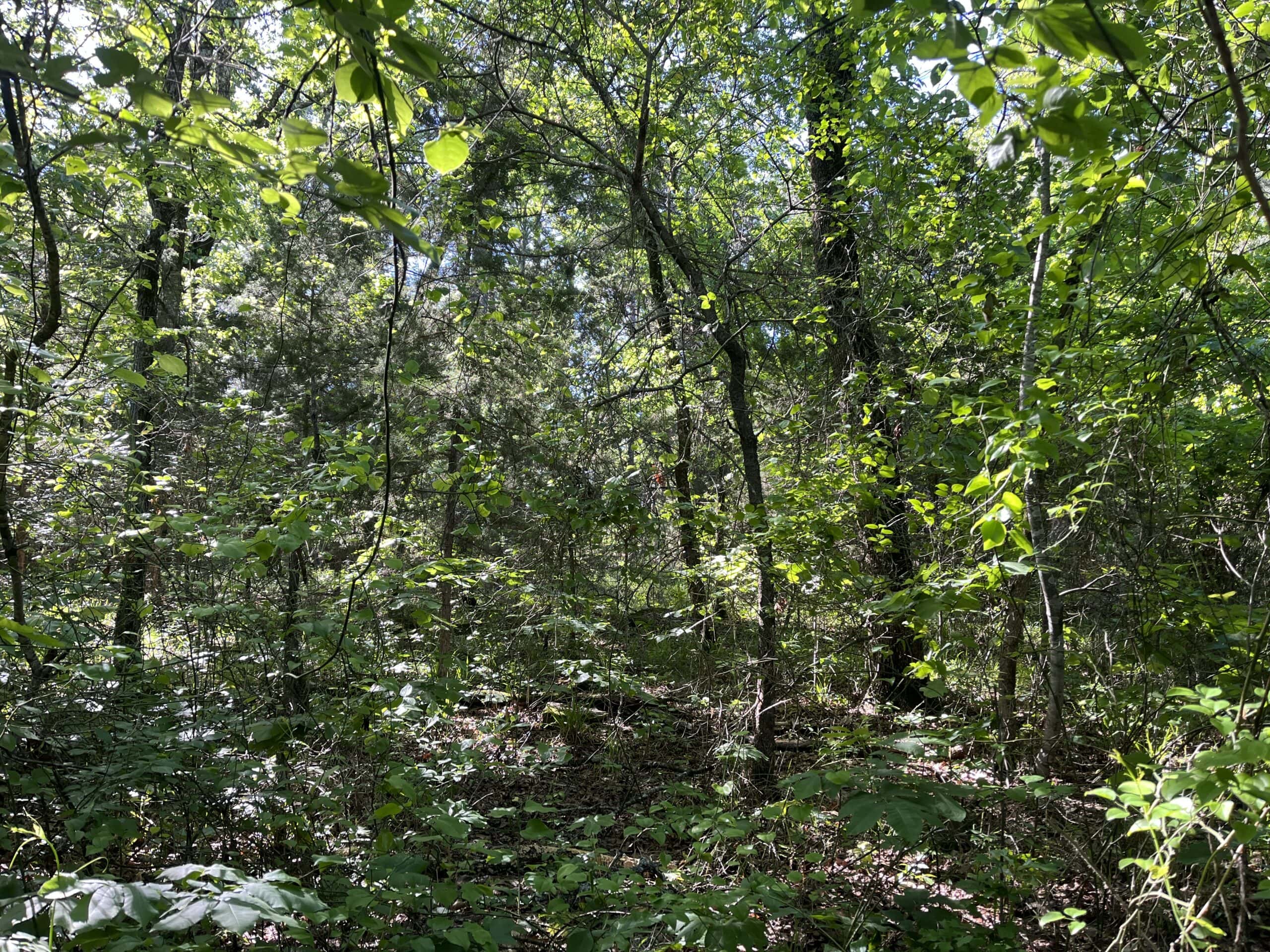 Off-Grid Mountain Getaway – 15+/- Acres in the Kiamichi Wilderness (Daisy Side)